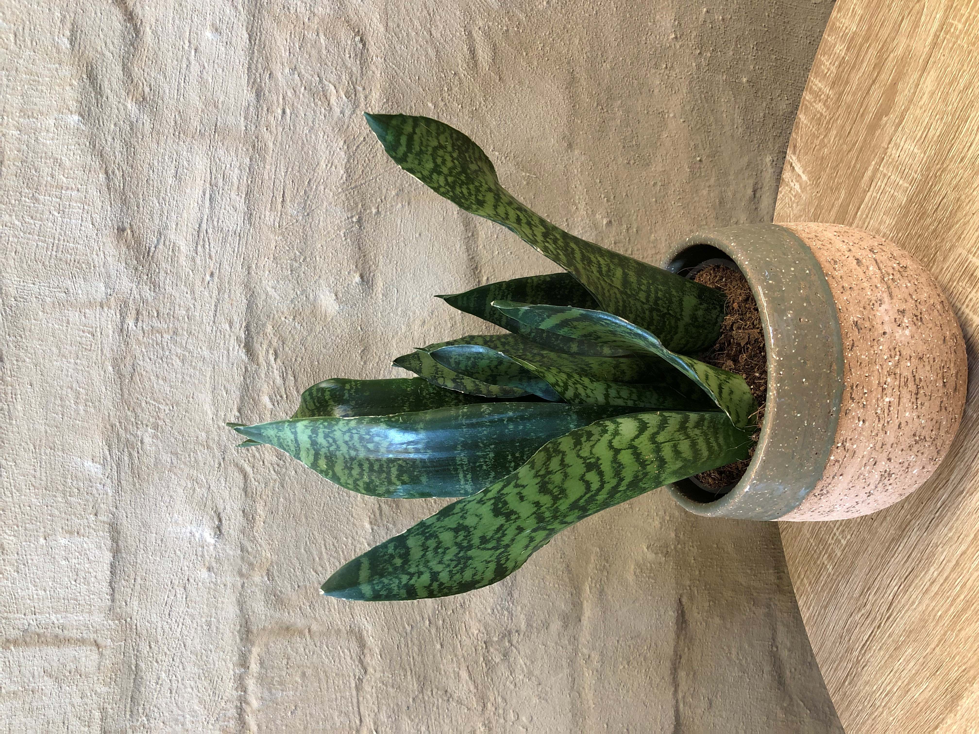 SANSEVERIA TRI. "GOLDEN HANI"