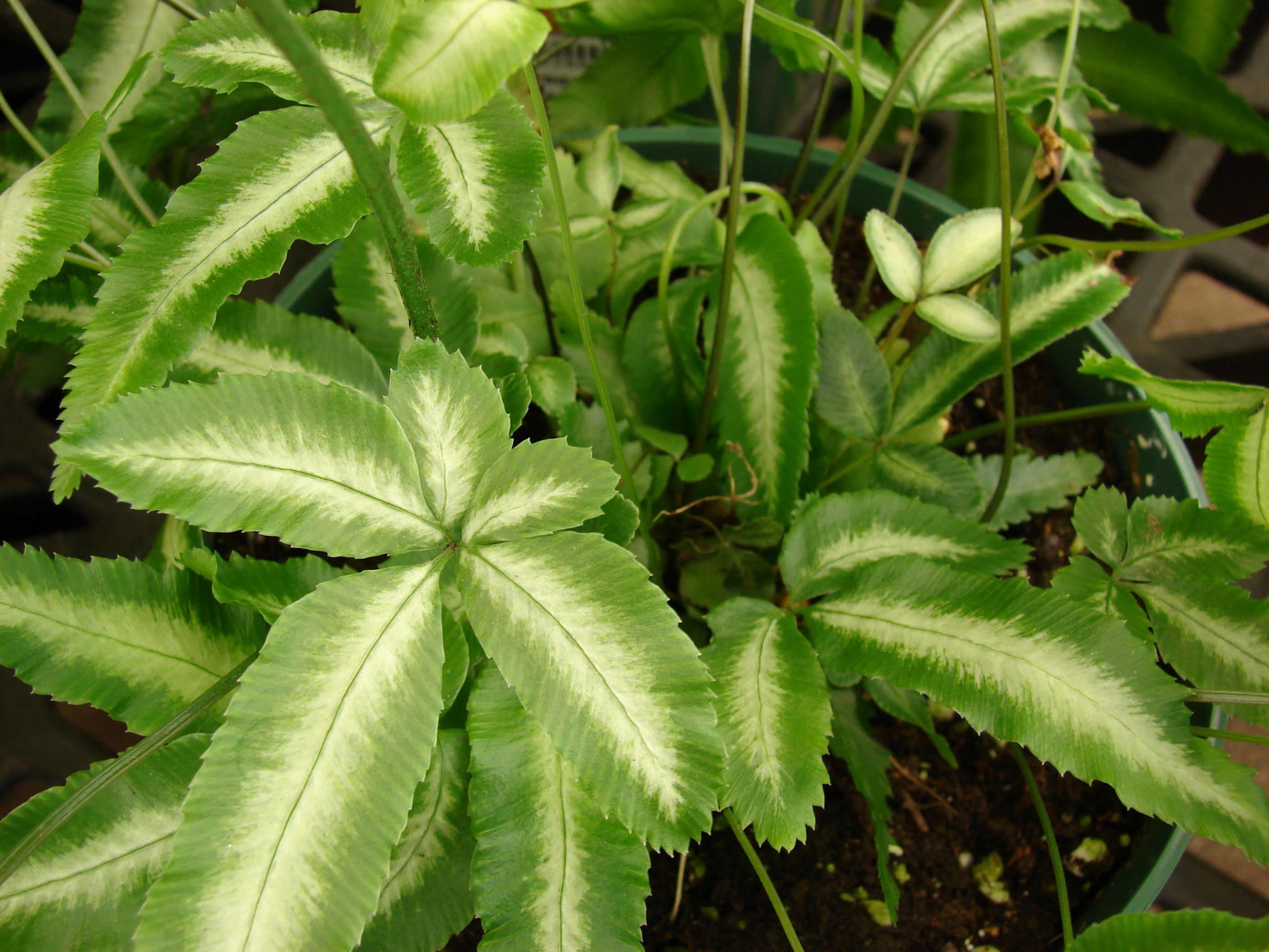PTERIS CRETICA INDIGENOUS