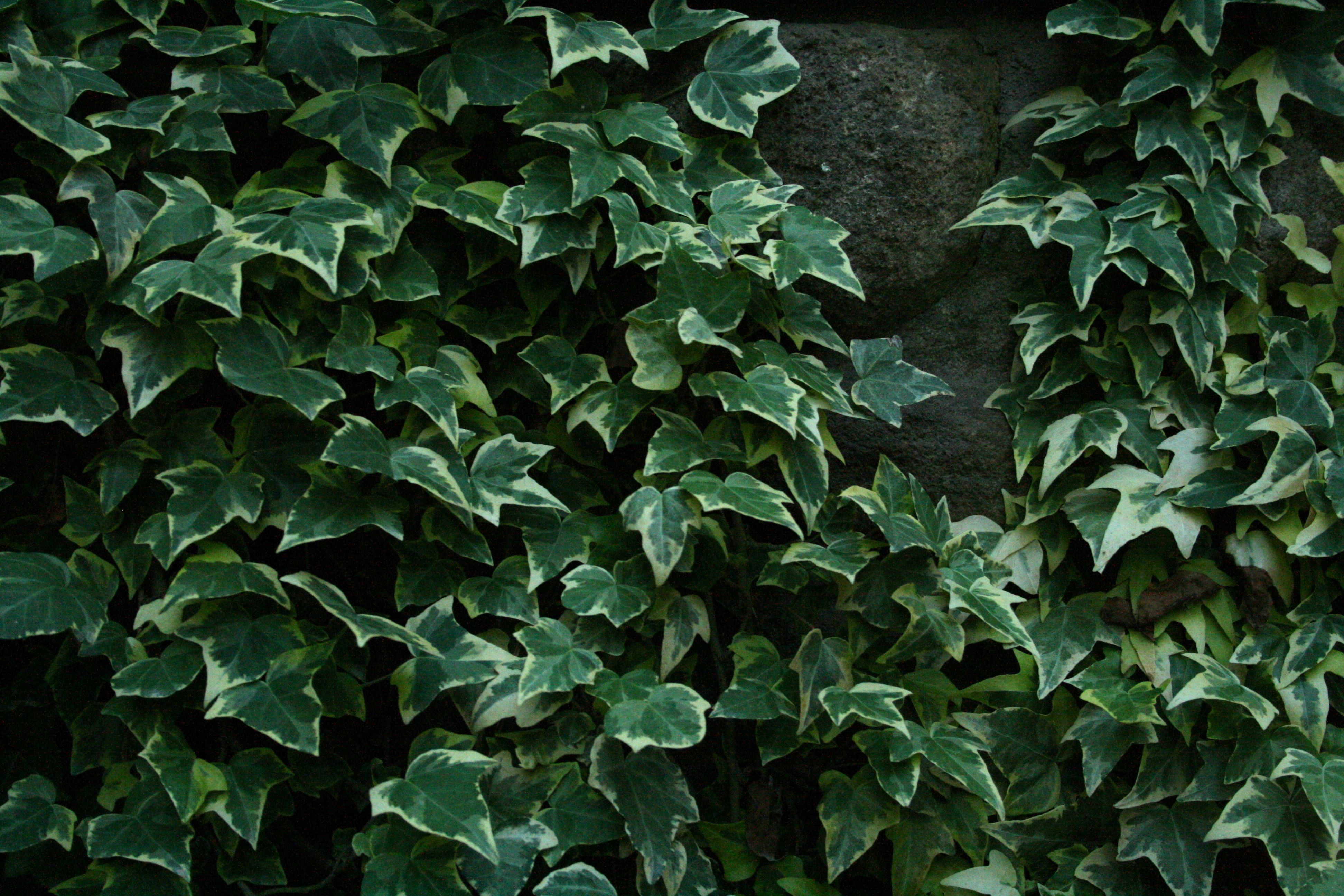 HEDERA HELIX "GOLDEN CHILD"
