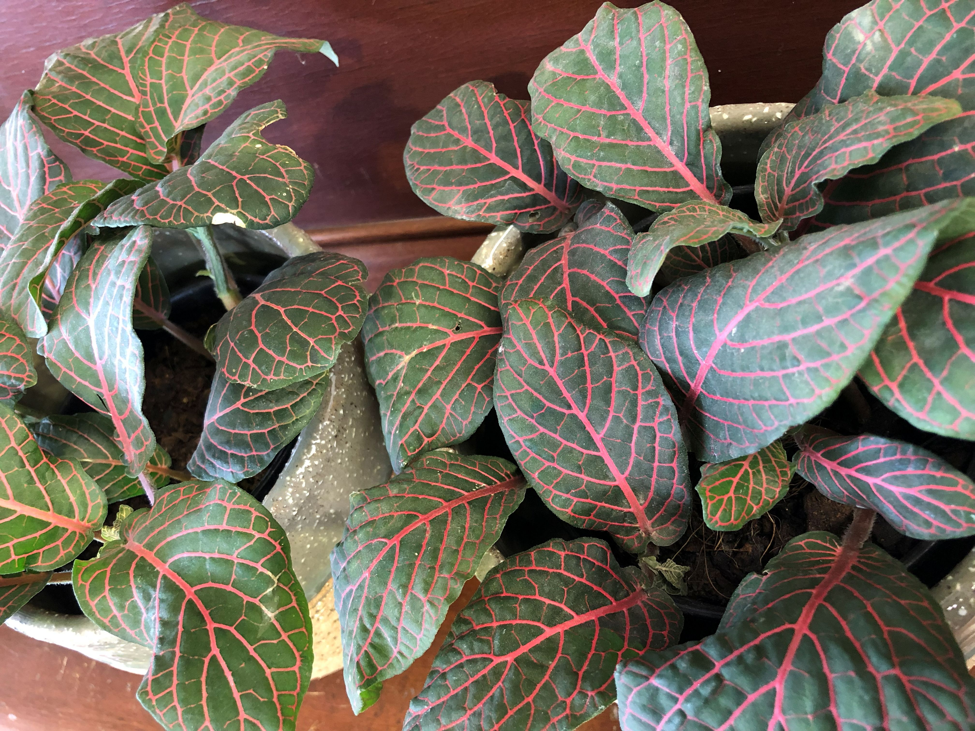 FITTONIA ALBIVENIS "RED"
