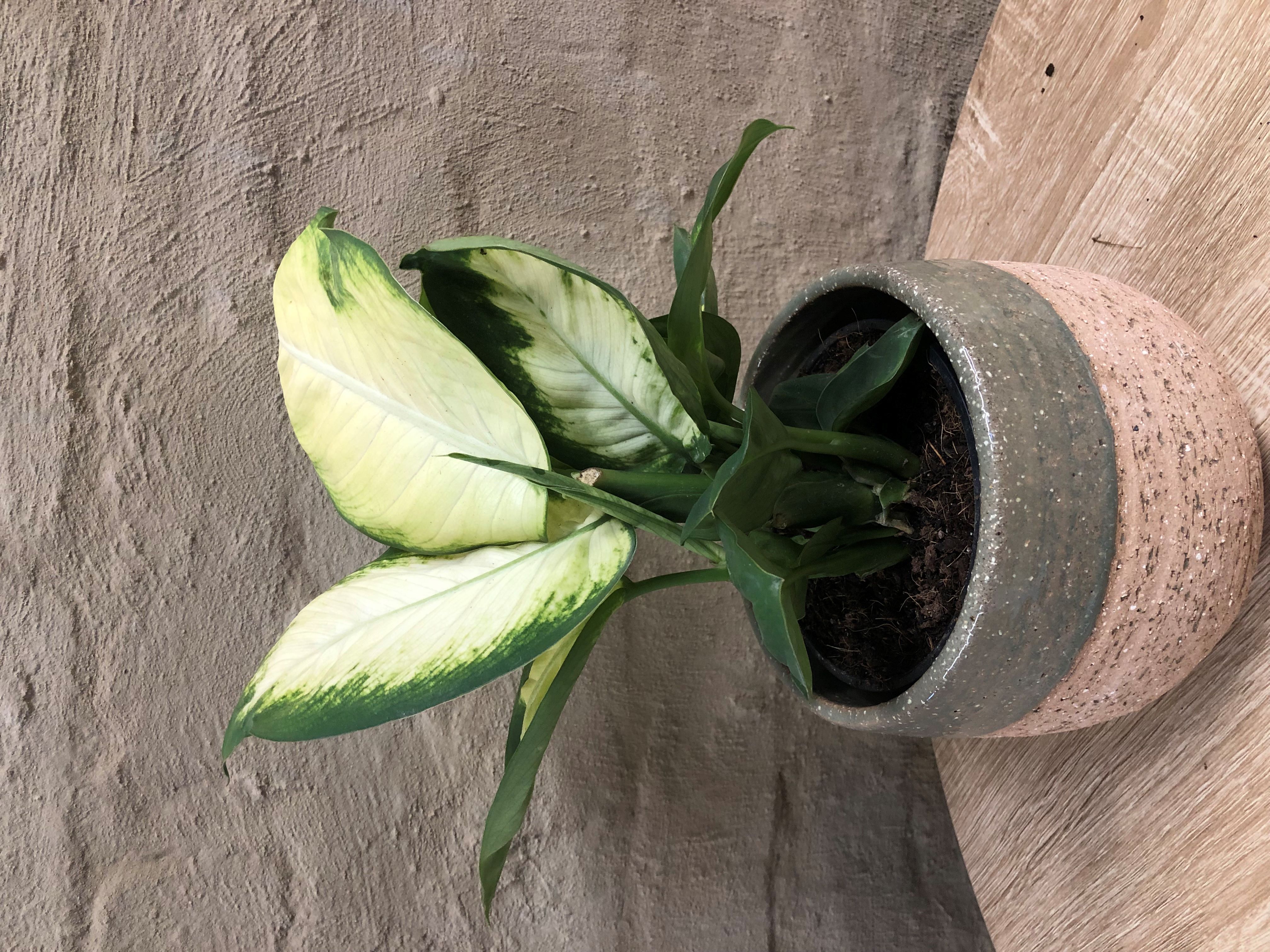 DIEFFENBACHIA TROPIC MARIANNE