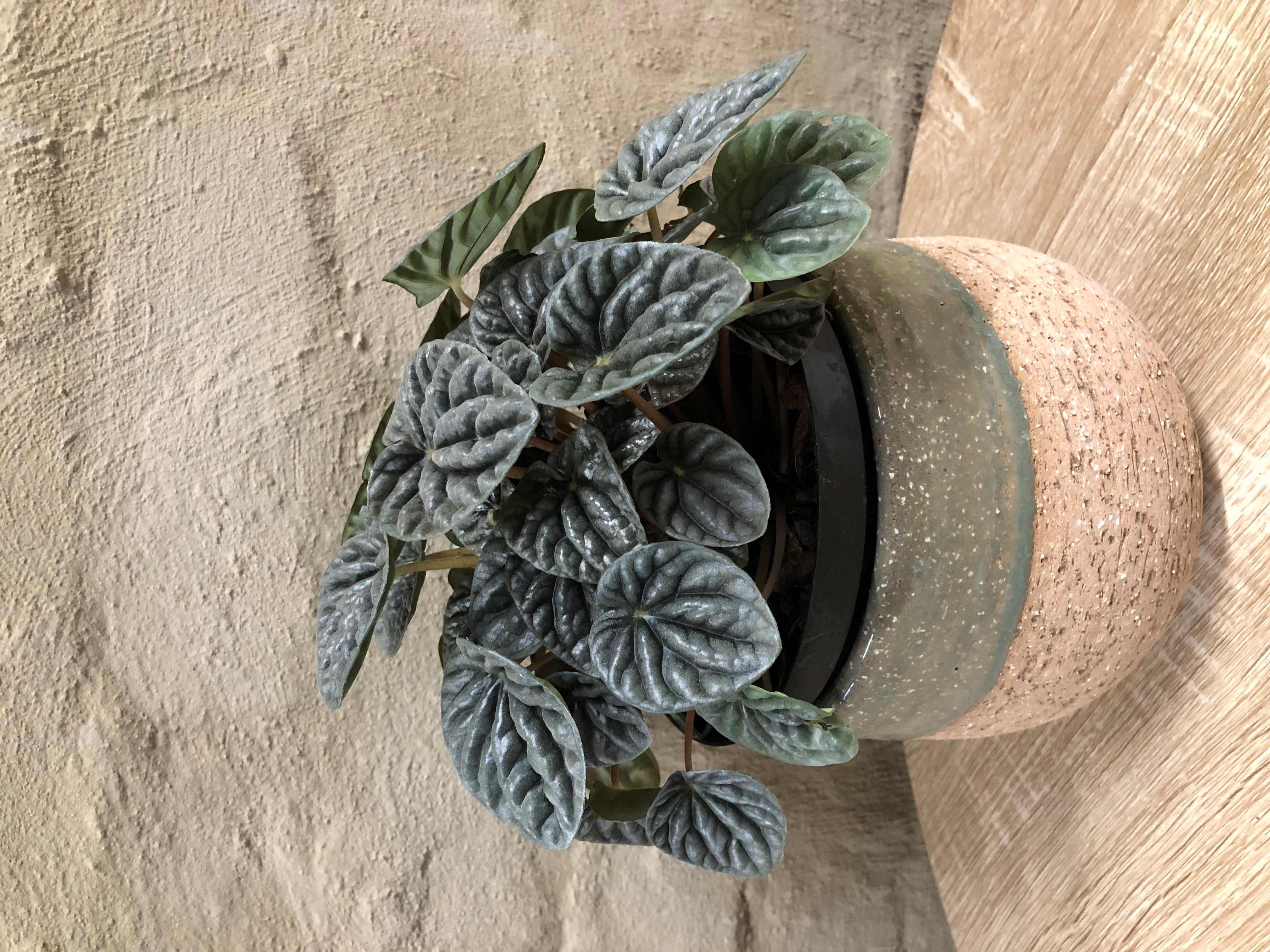 PEPEROMIA CAPERATA "SILVER"