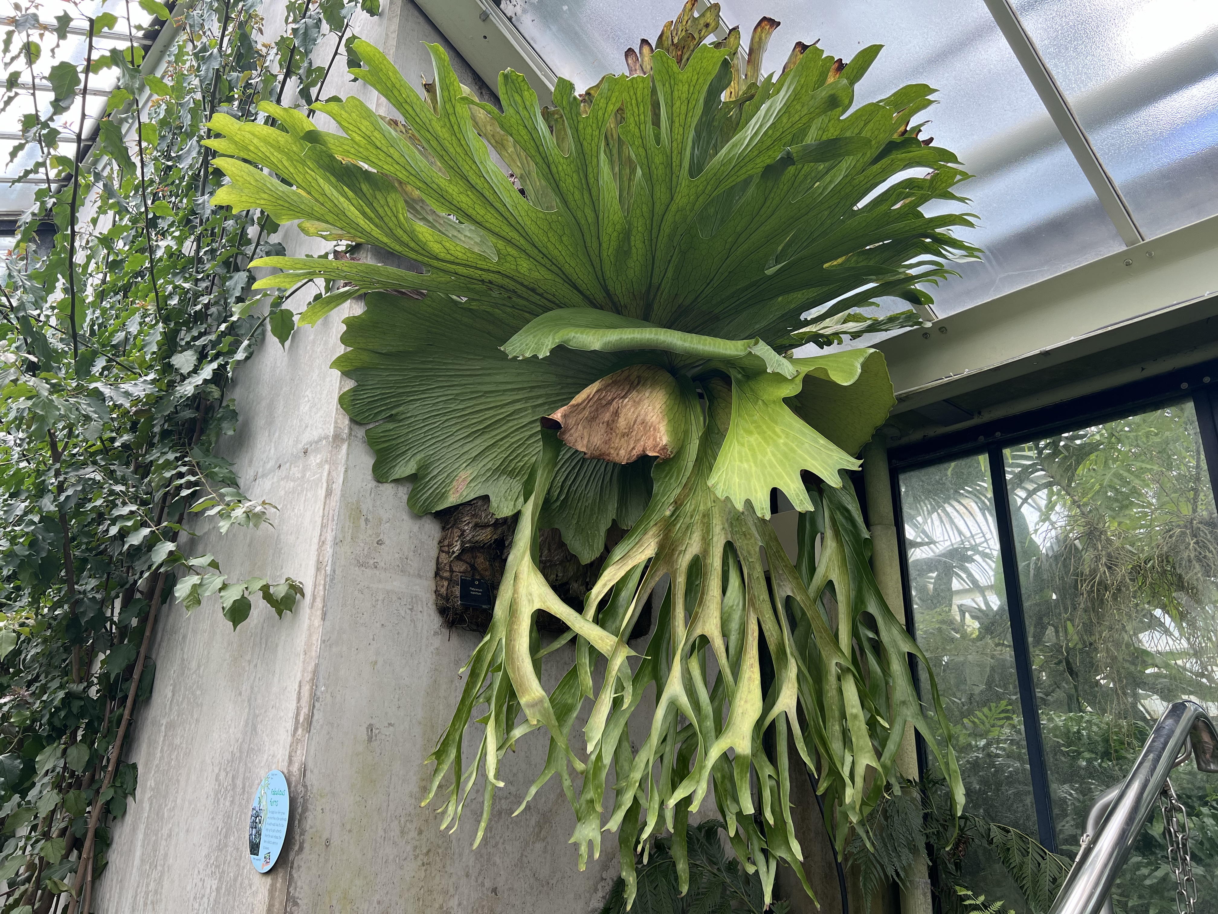 PLATYCERIUM SUPERBUM