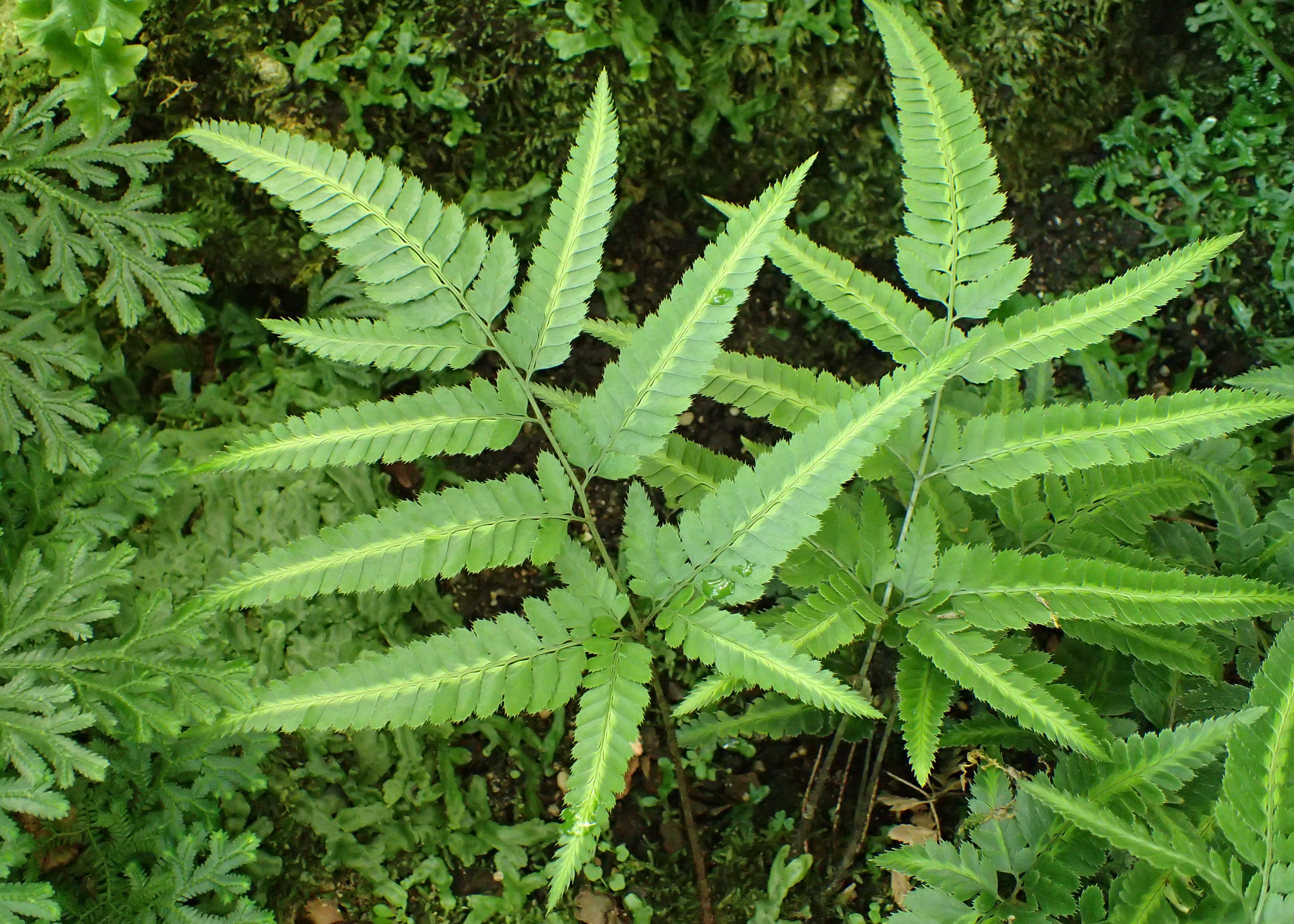 ARACHNIODES SIMPLICIOR