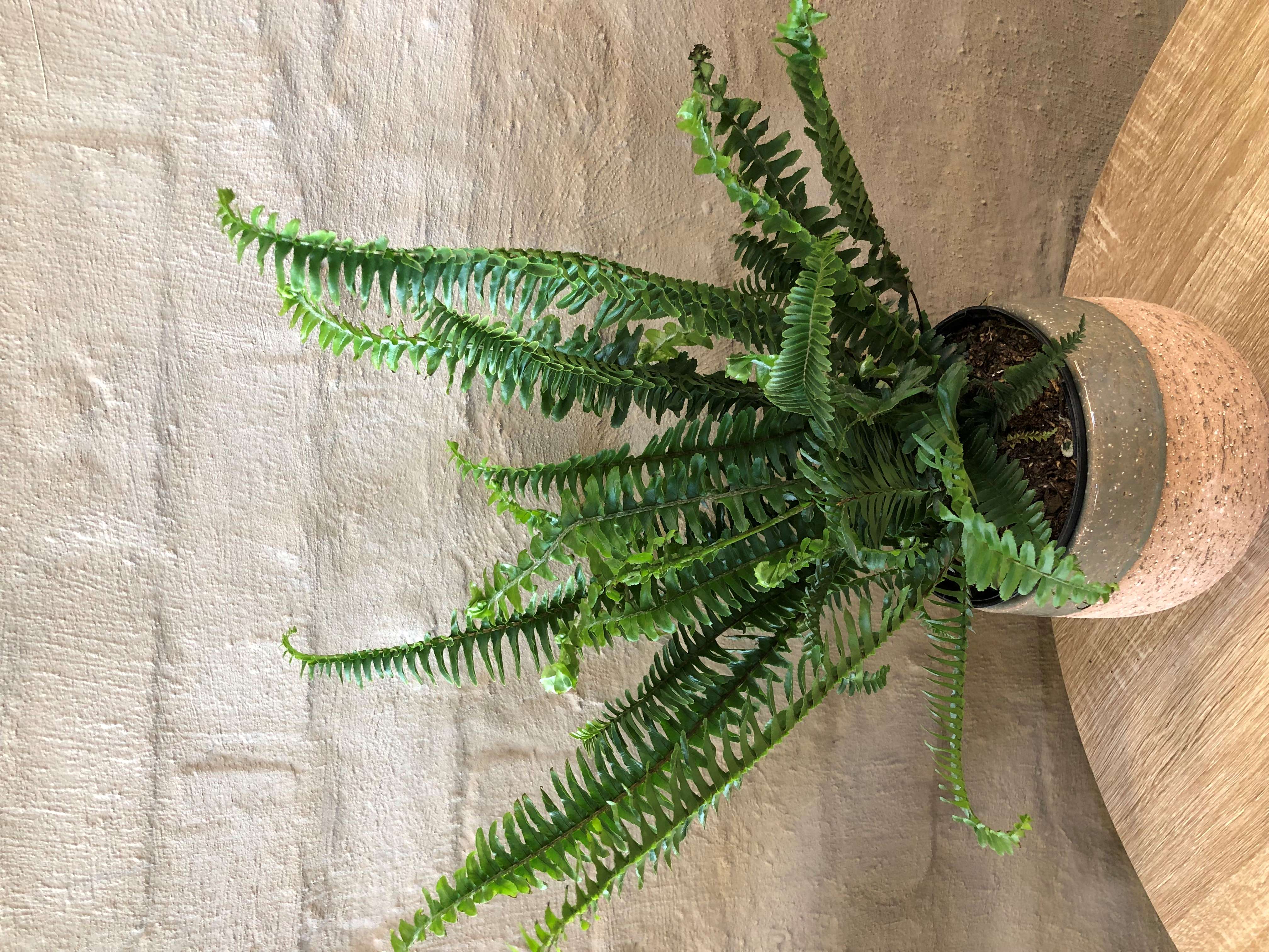 NEPHROLEPIS OBLITERATA "SHIVA"