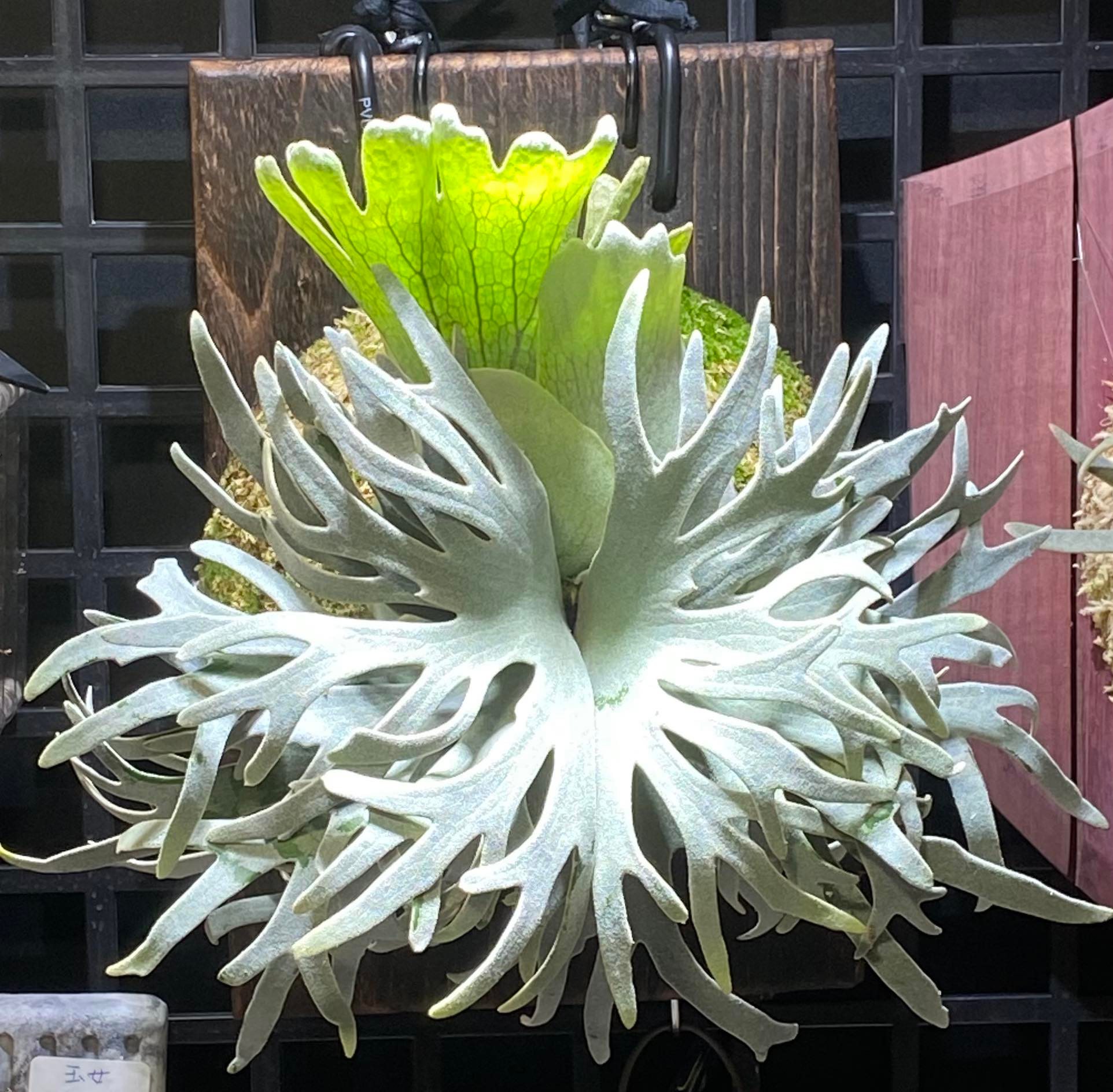 PLATYCERIUM WILLINCKII