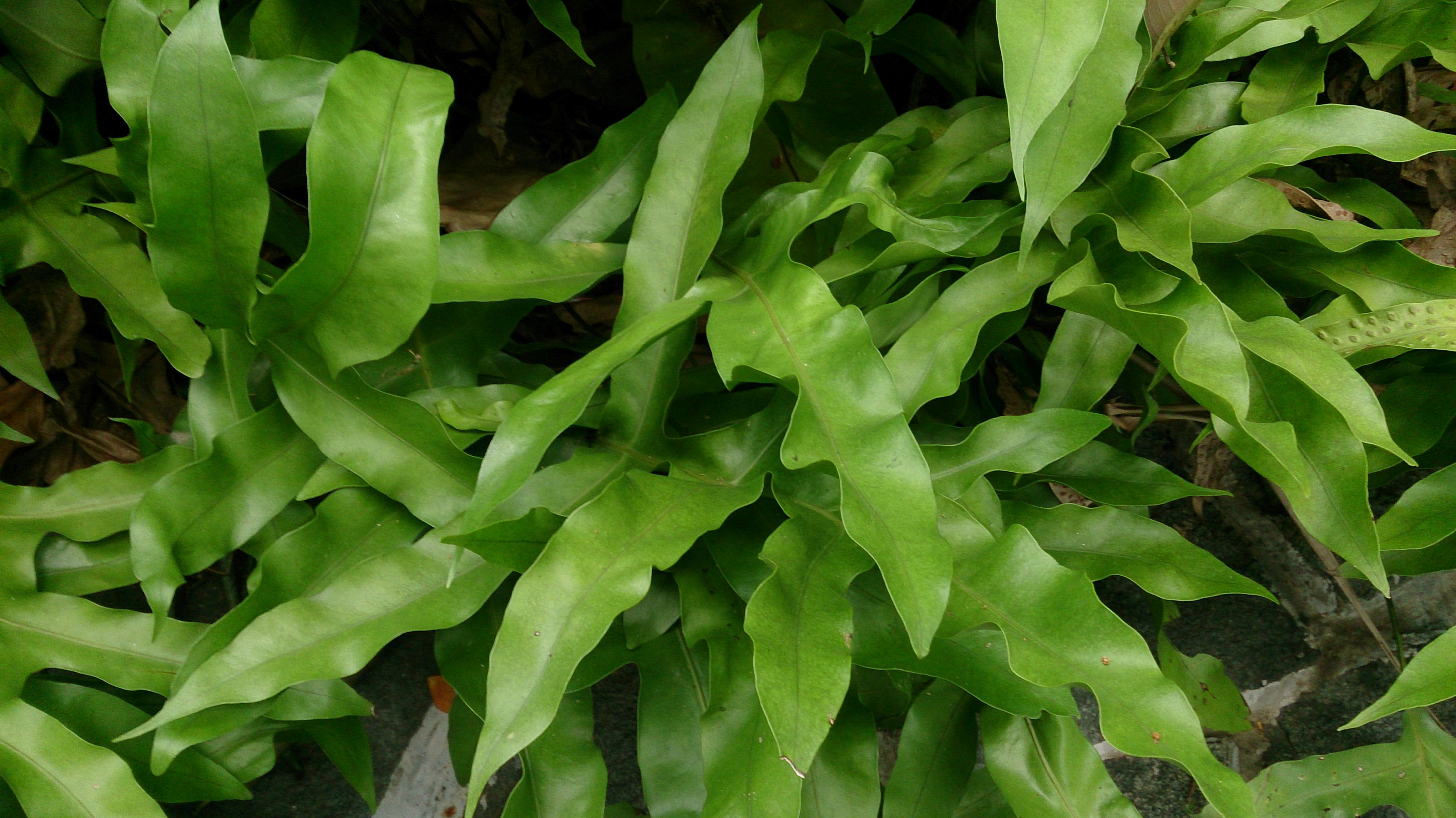 MICROLEPIA SCOLOPENDRIA