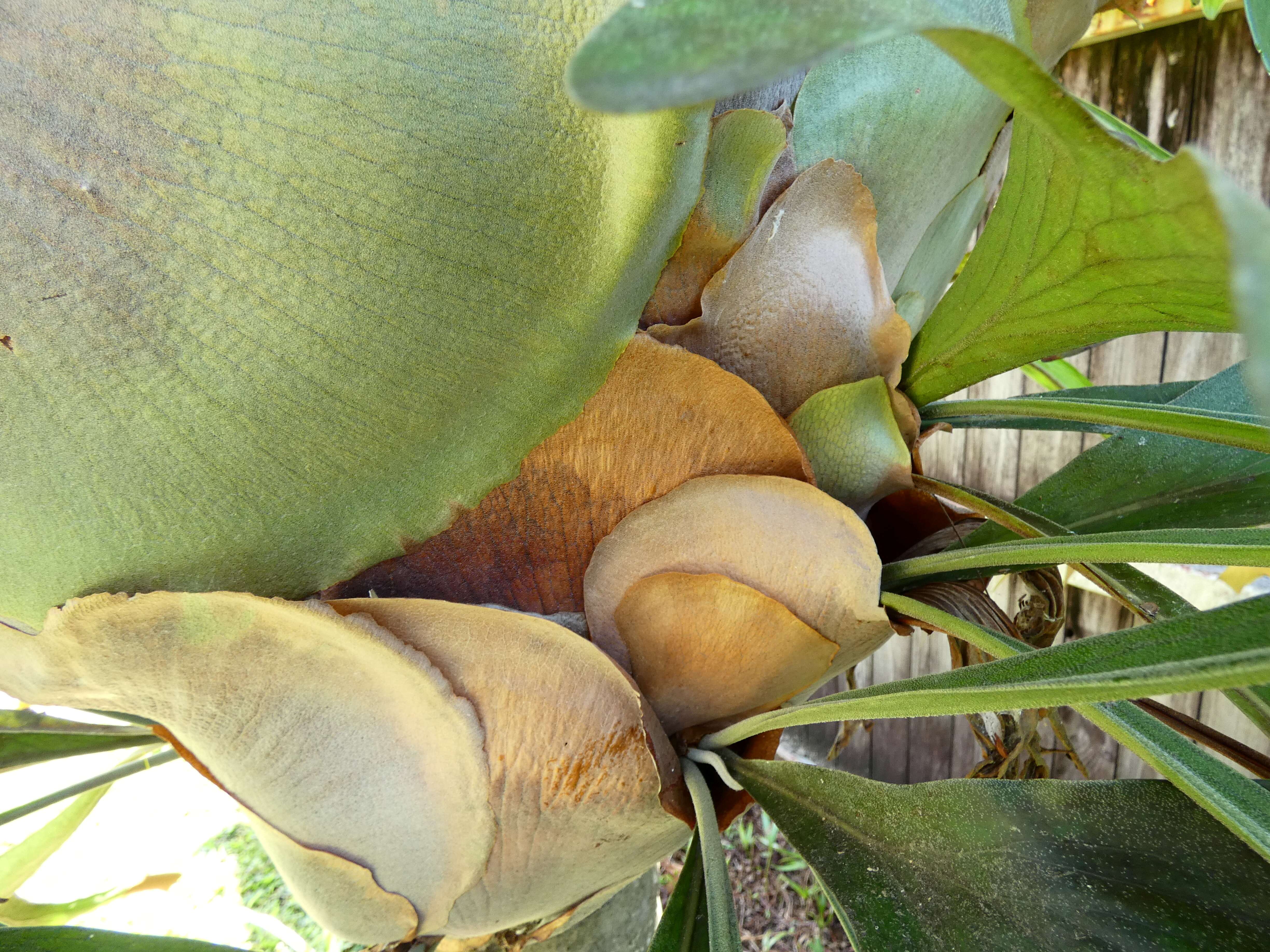 PLATYCERIUM HILLII