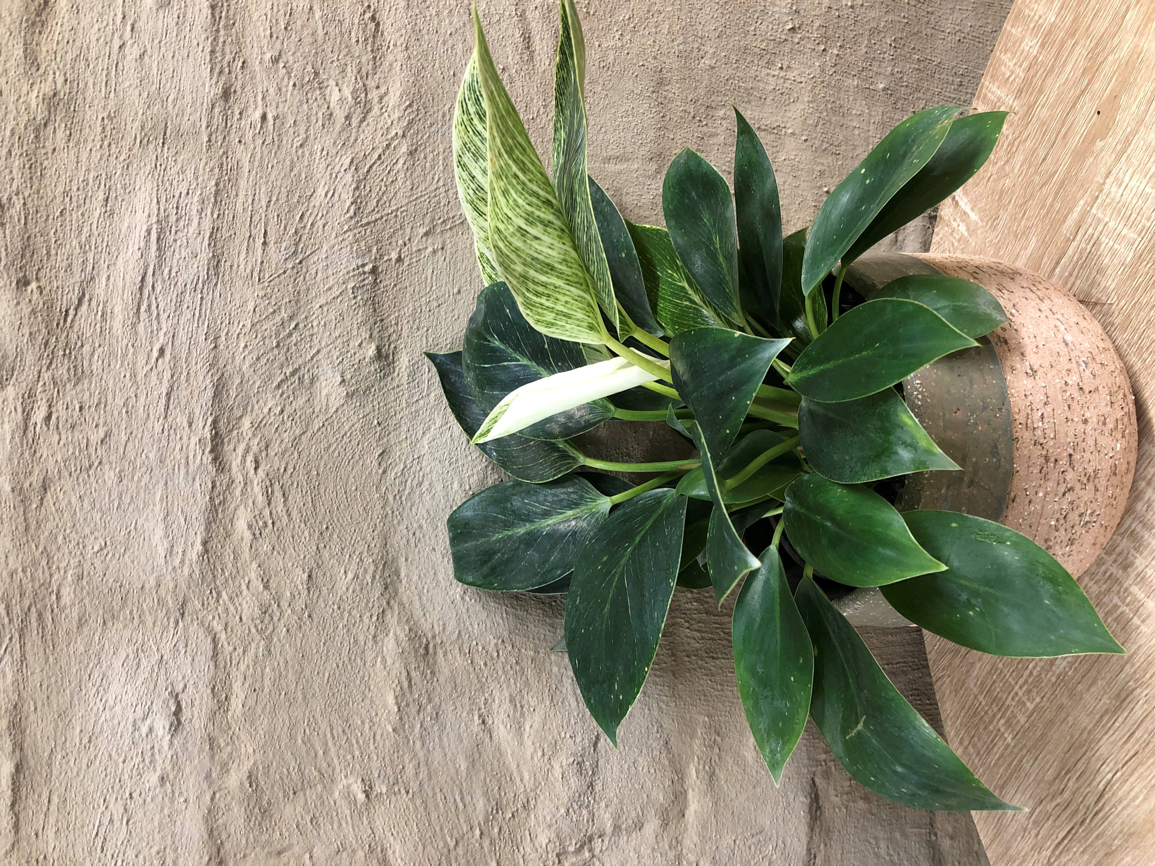 PHILODENDRON "BIRKIN"