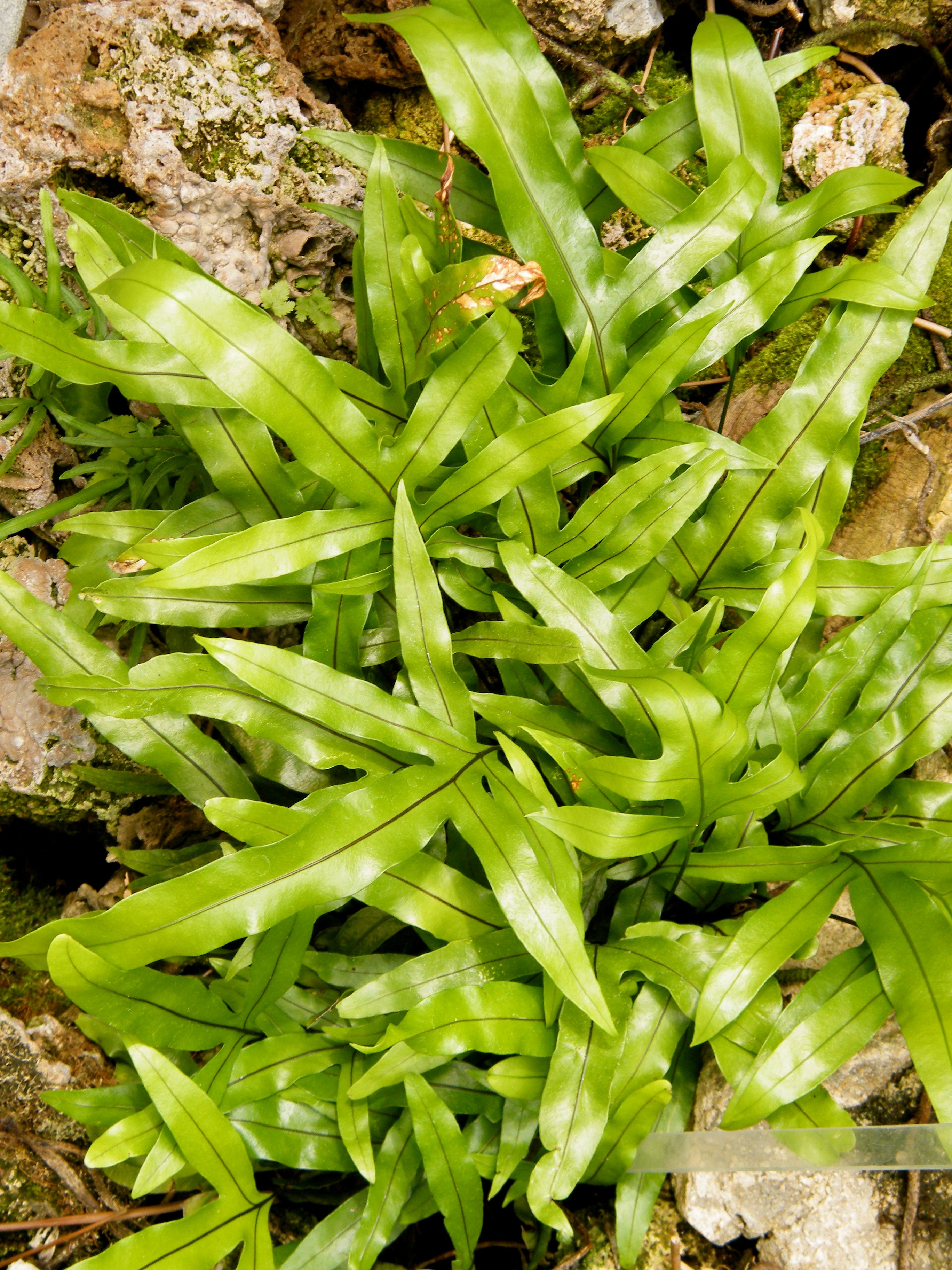 MICROSORUM DIVERSIFOLIUM