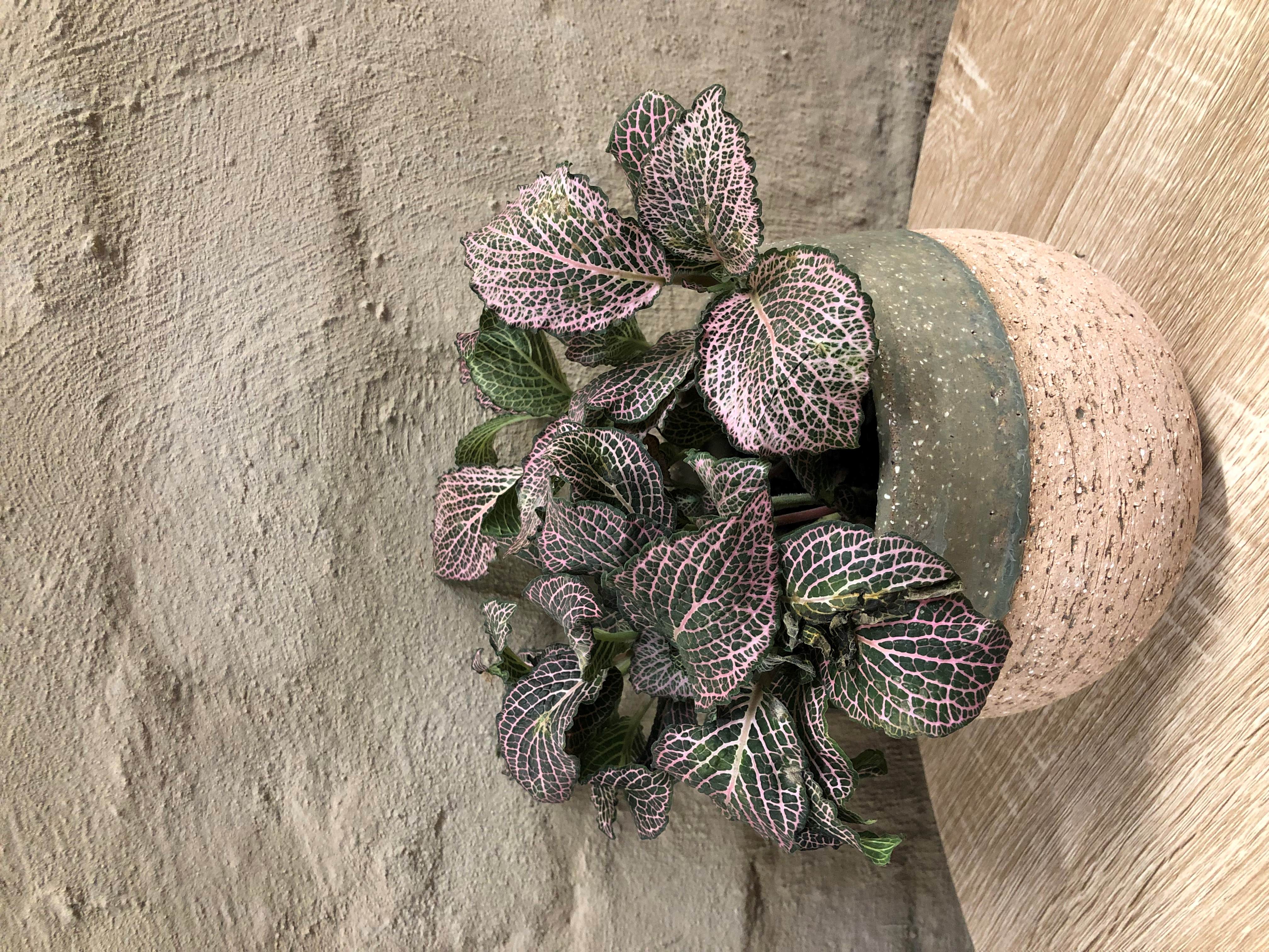 FITTONIA ALBIVENIS