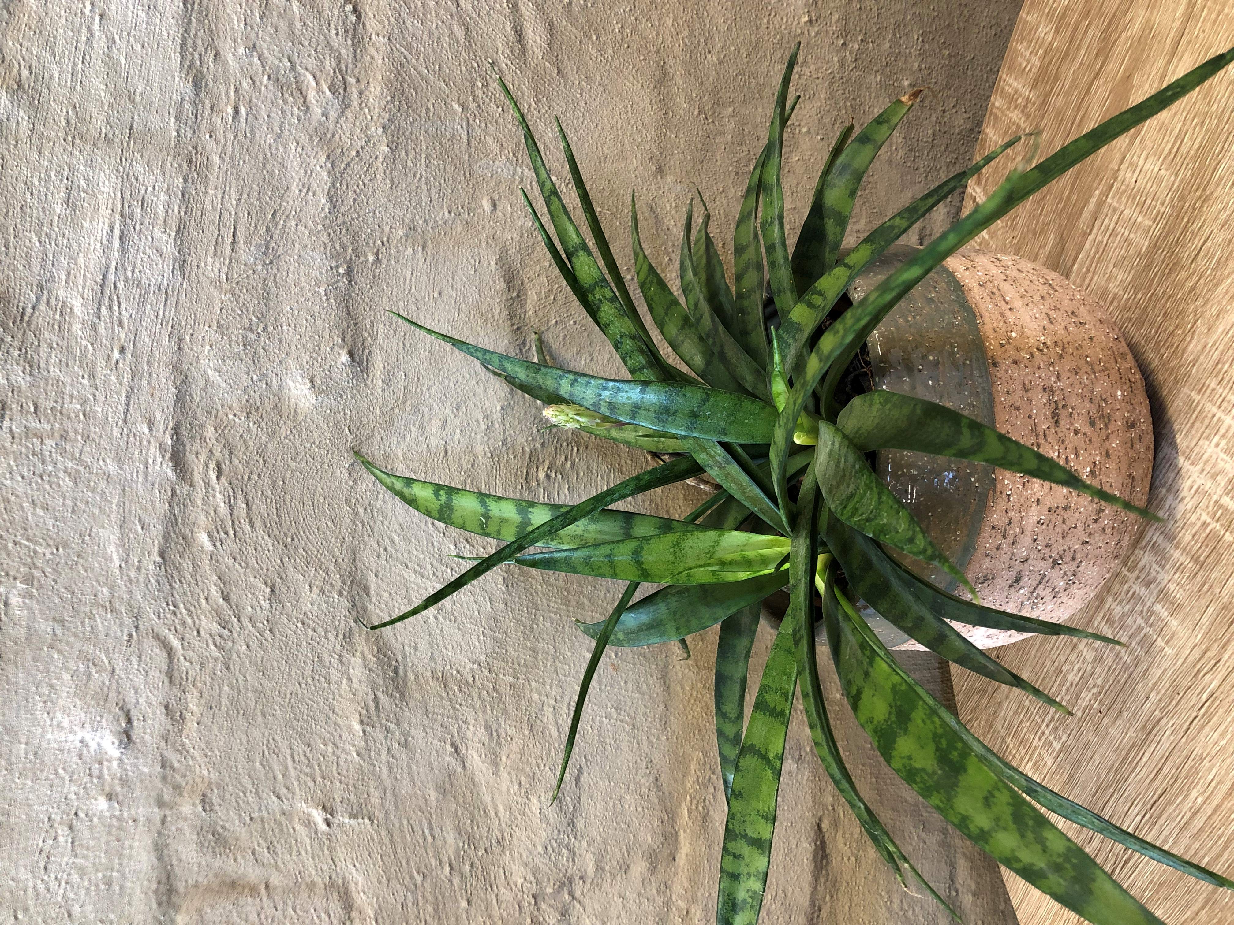 SANSEVIERIA DOONERII