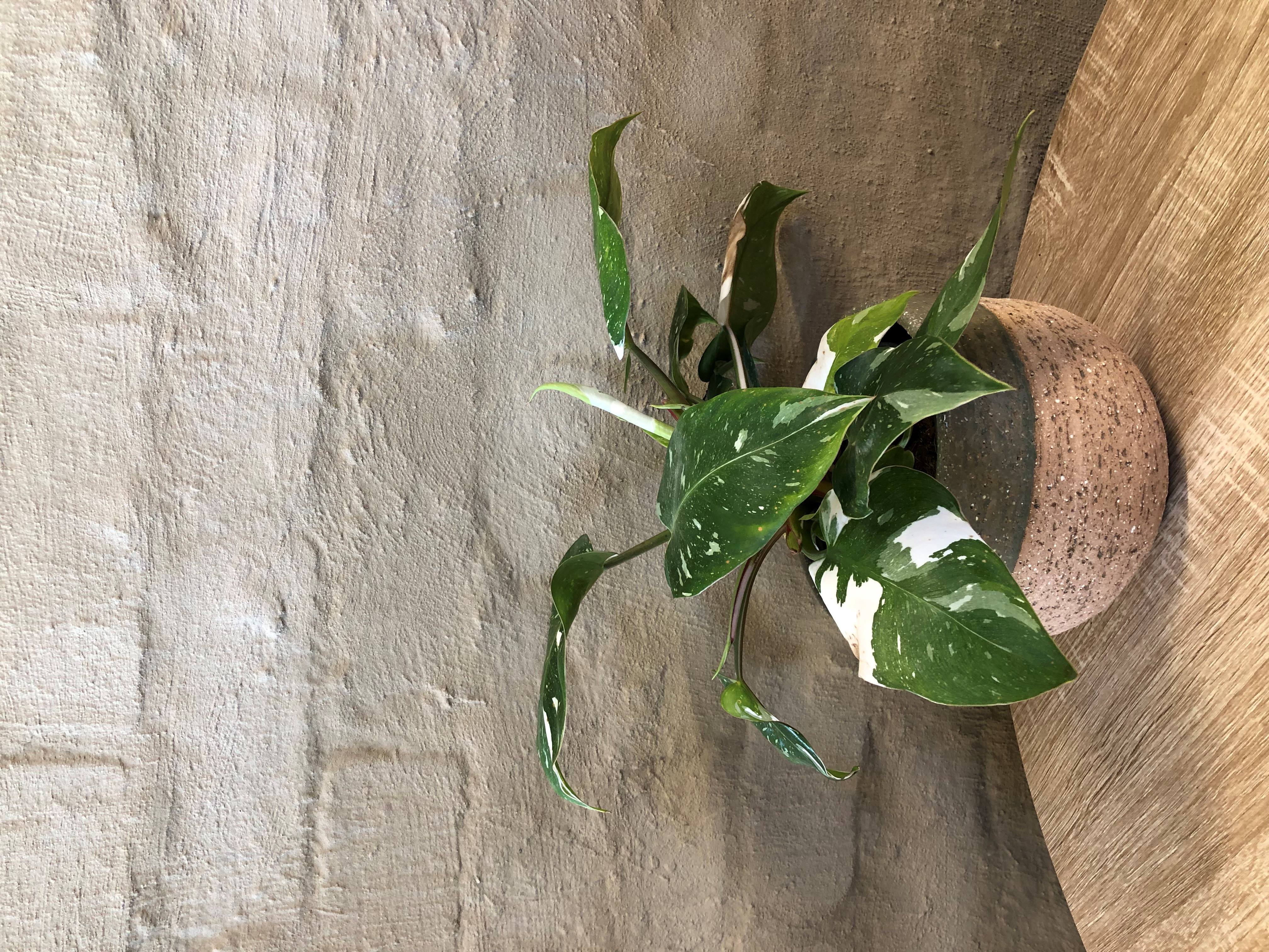 PHILODENDRON "WHITE PRINCE"