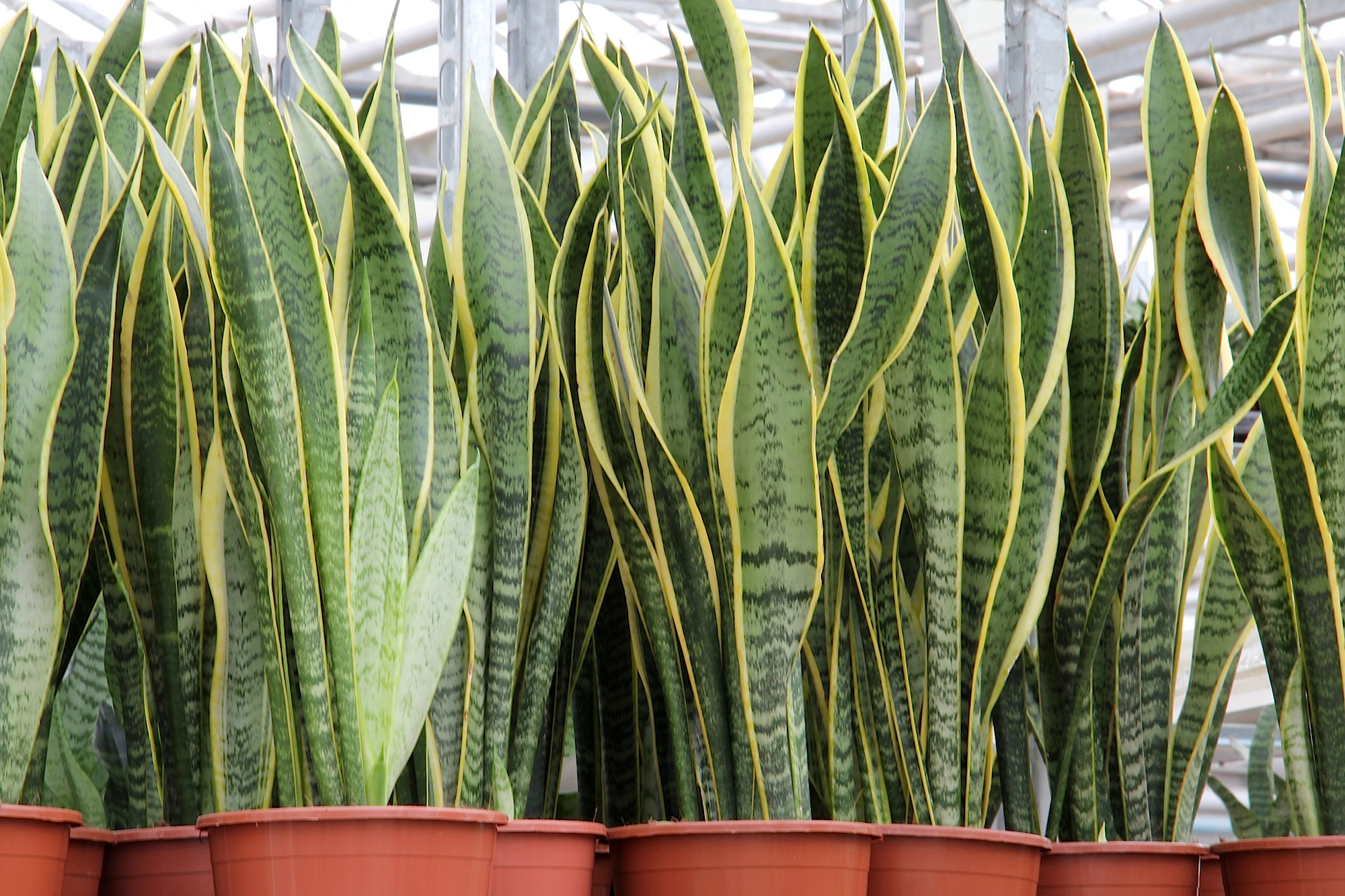 SANSEVIERIA TRIF. "LAURENTII"