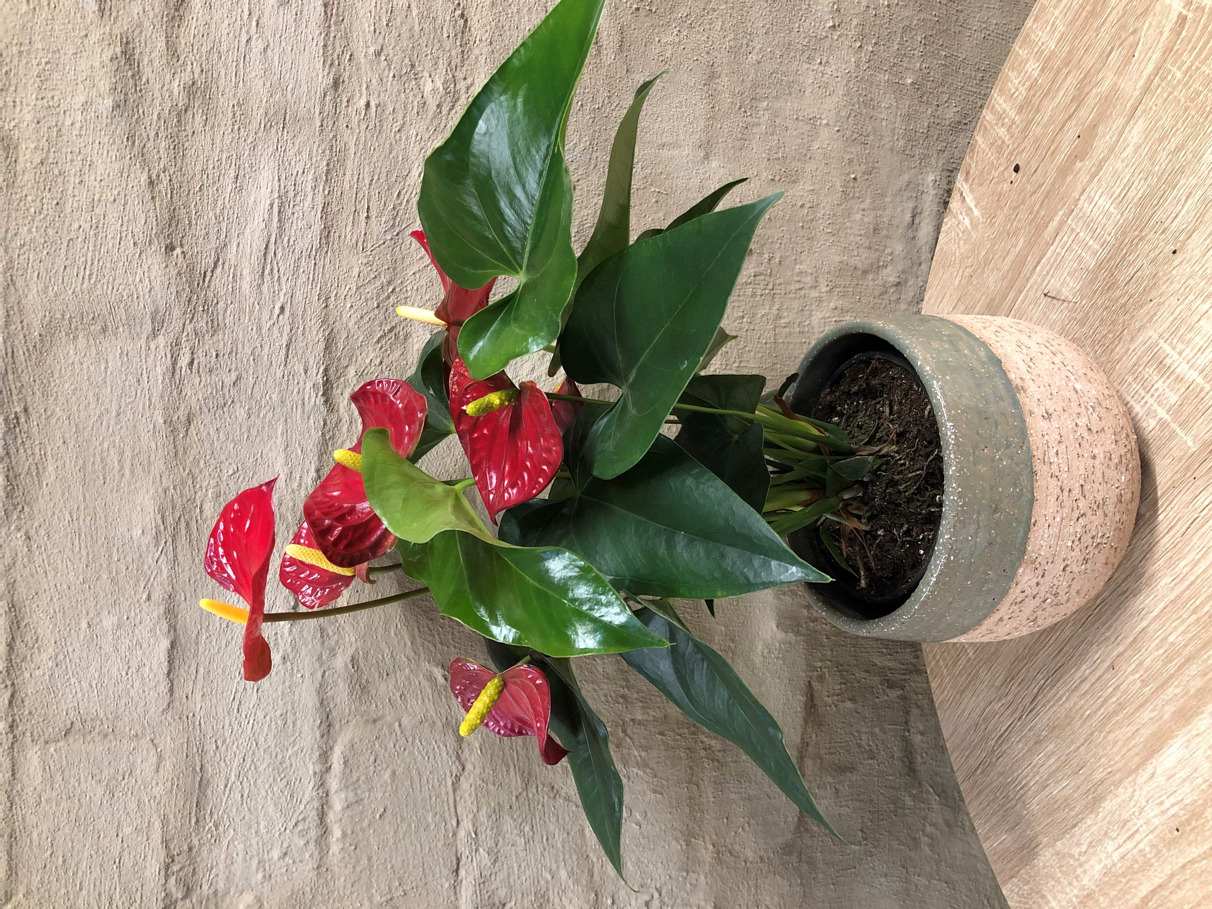 ANTHURIUM