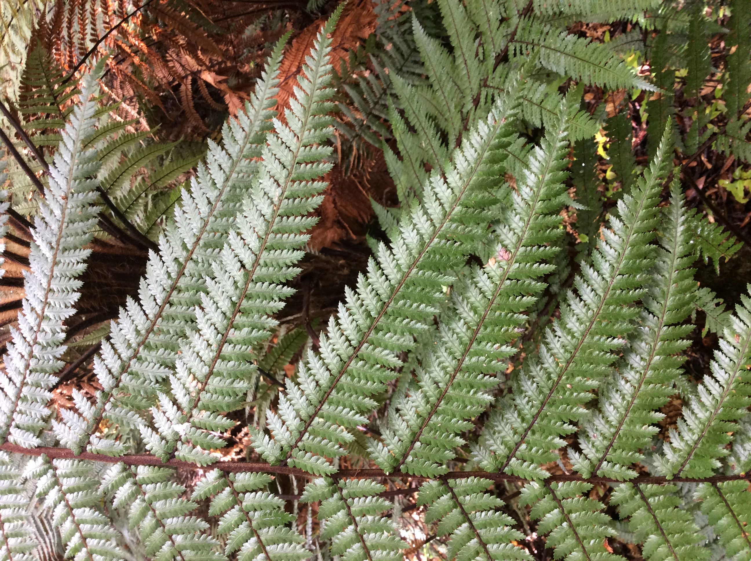 CYATHEA AUSTRALIS