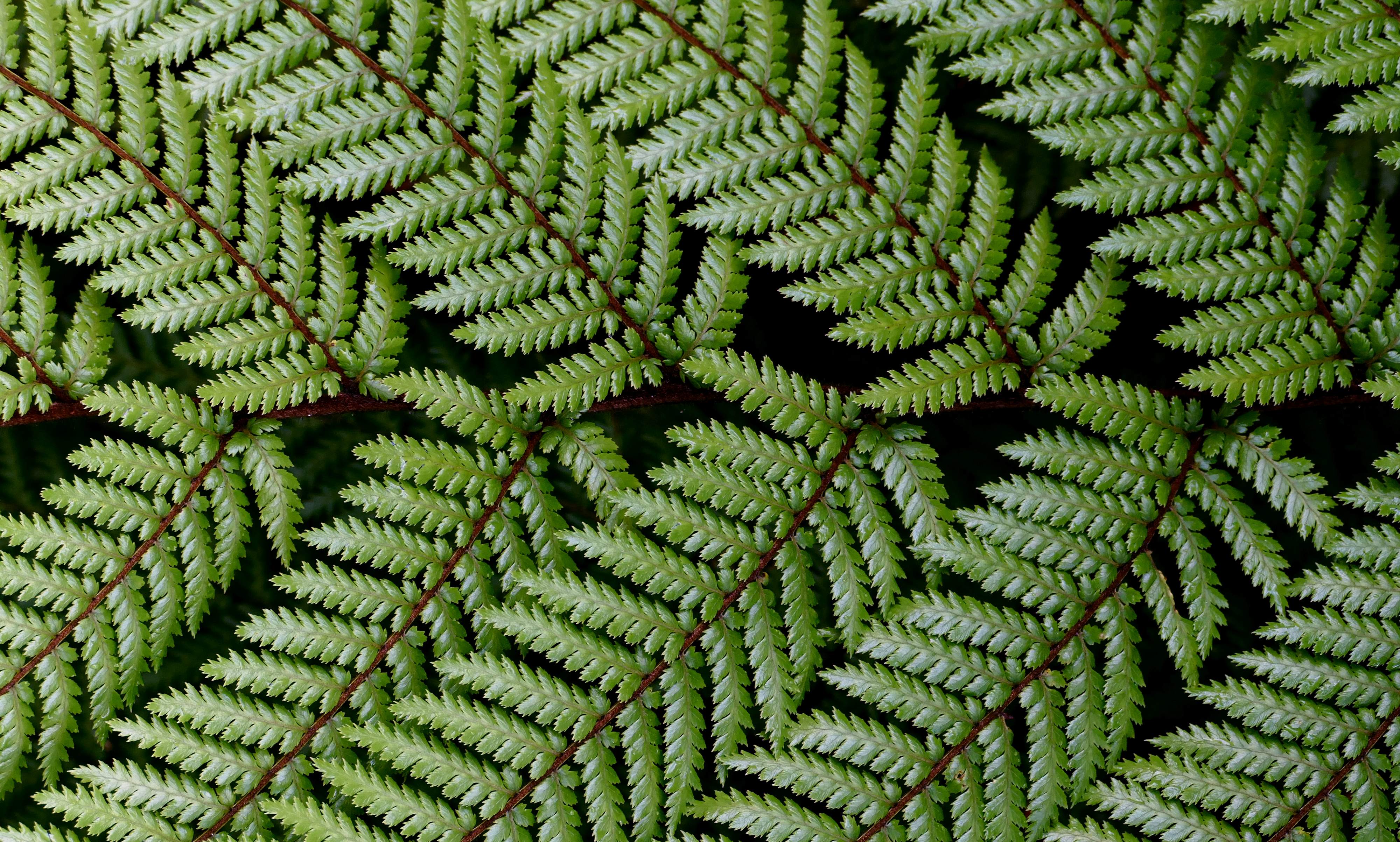 CYATHEA AUSTRALIS