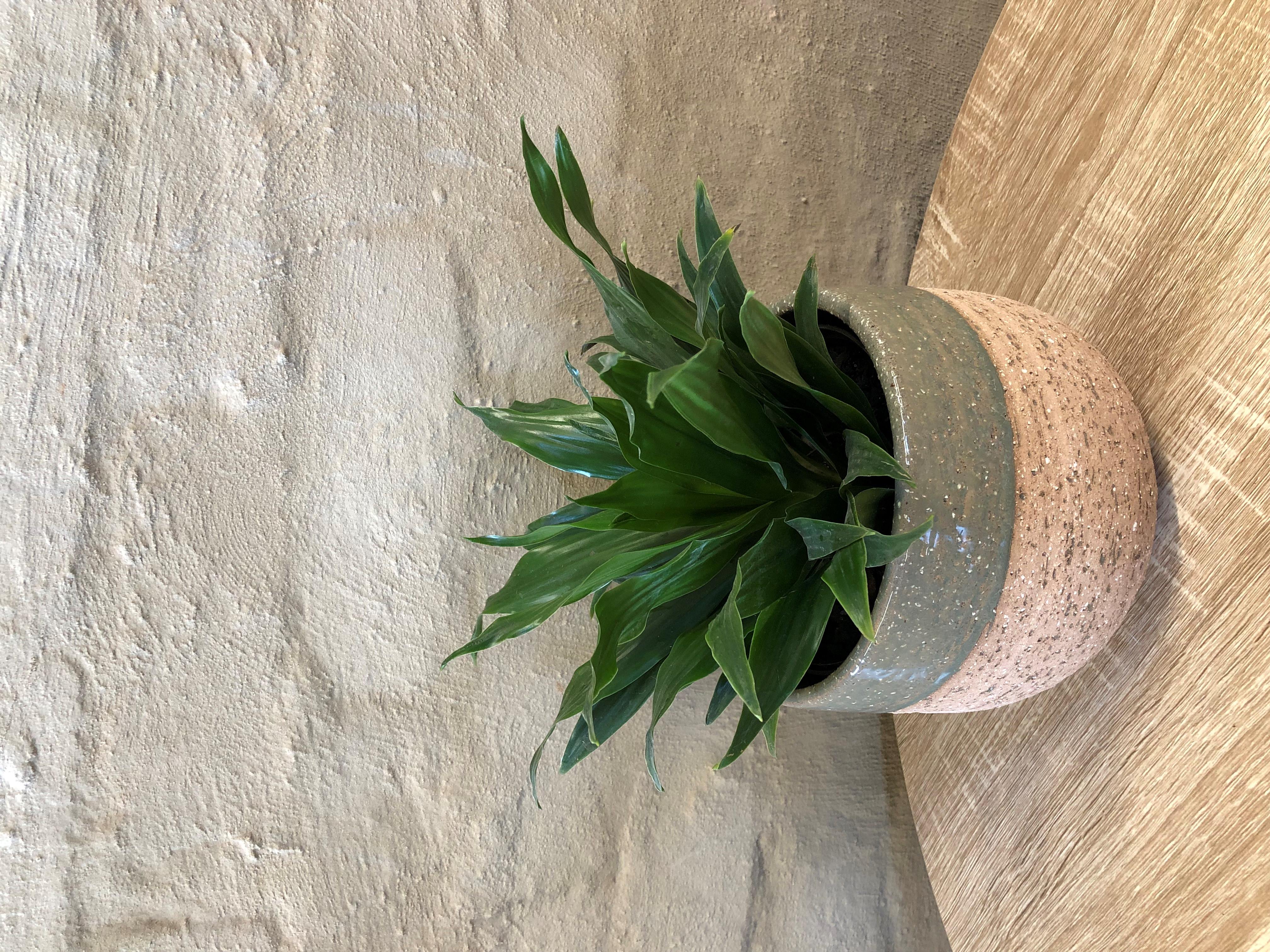 DRACAENA COMPACTA