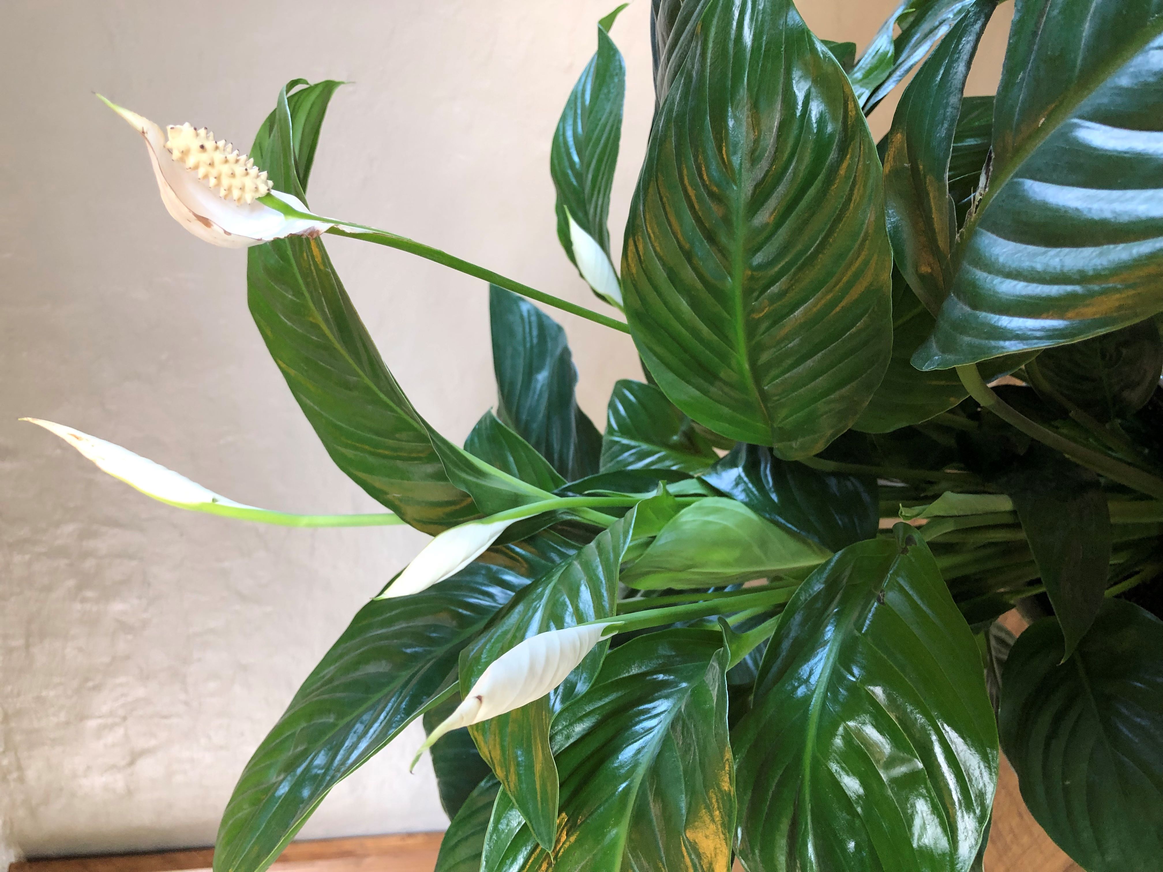 SPATHIPHYLLUM - PEACE LILY
