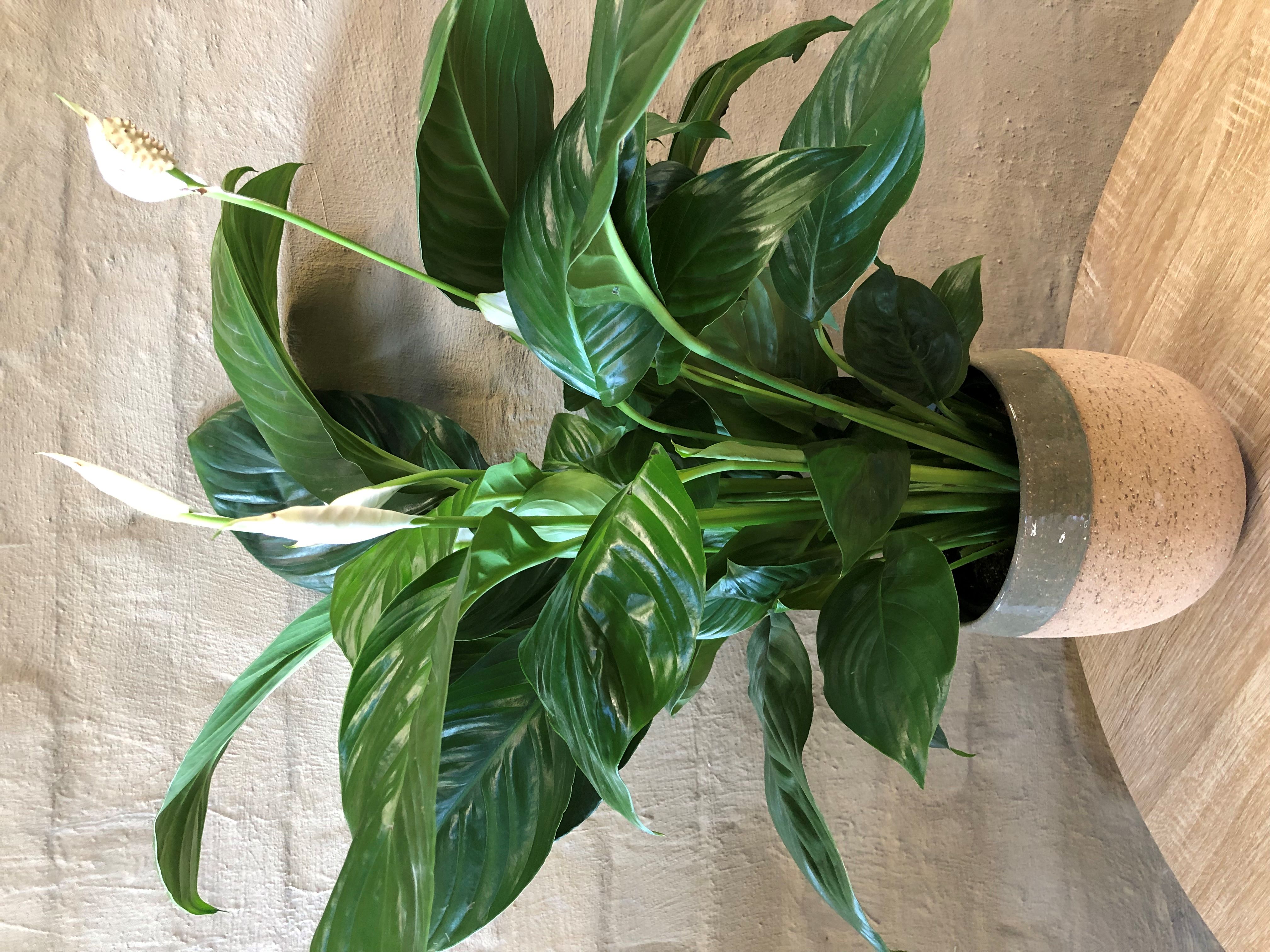 SPATHIPHYLLUM - PEACE LILY