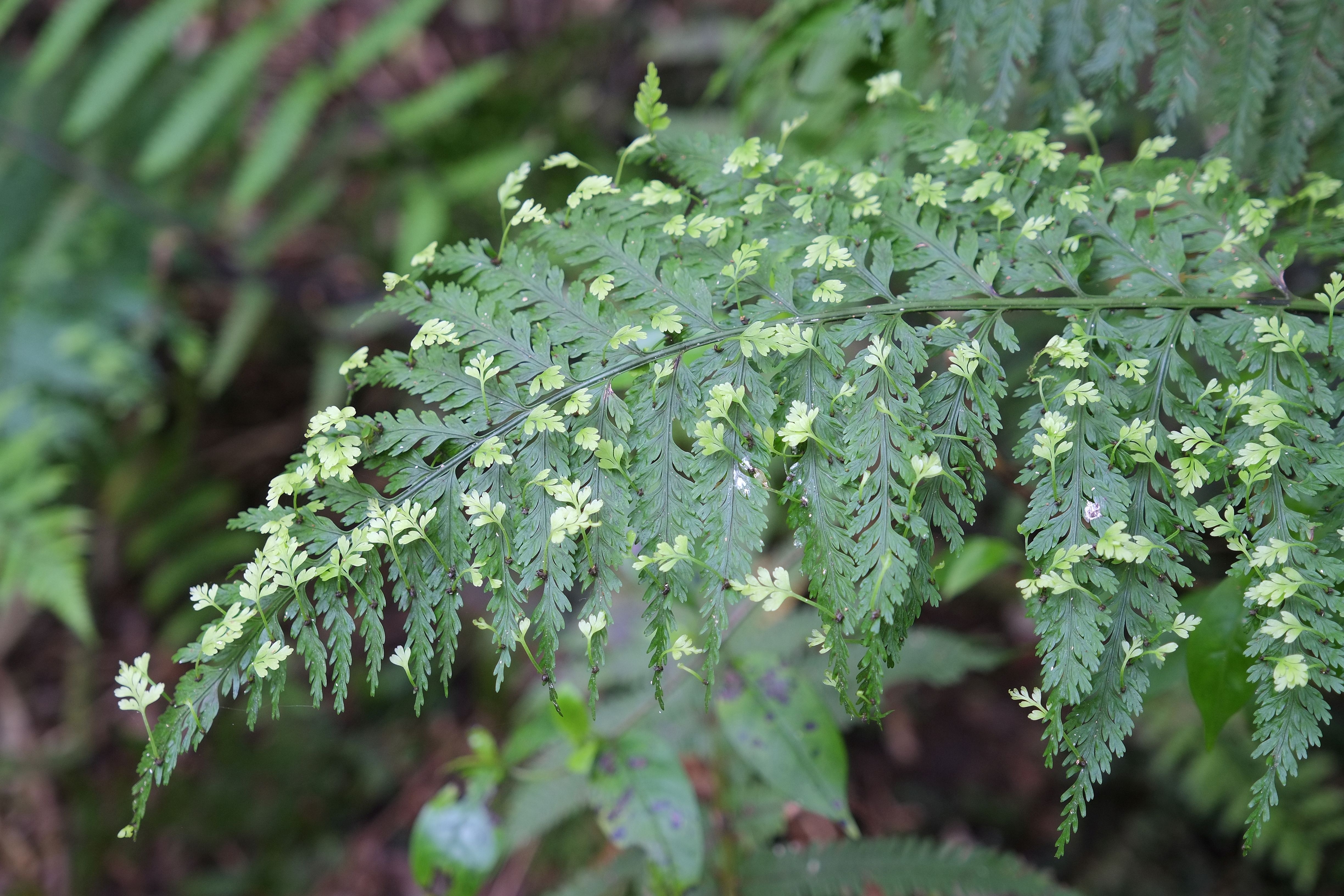 ASPLENIUM BUBLIFERUM
