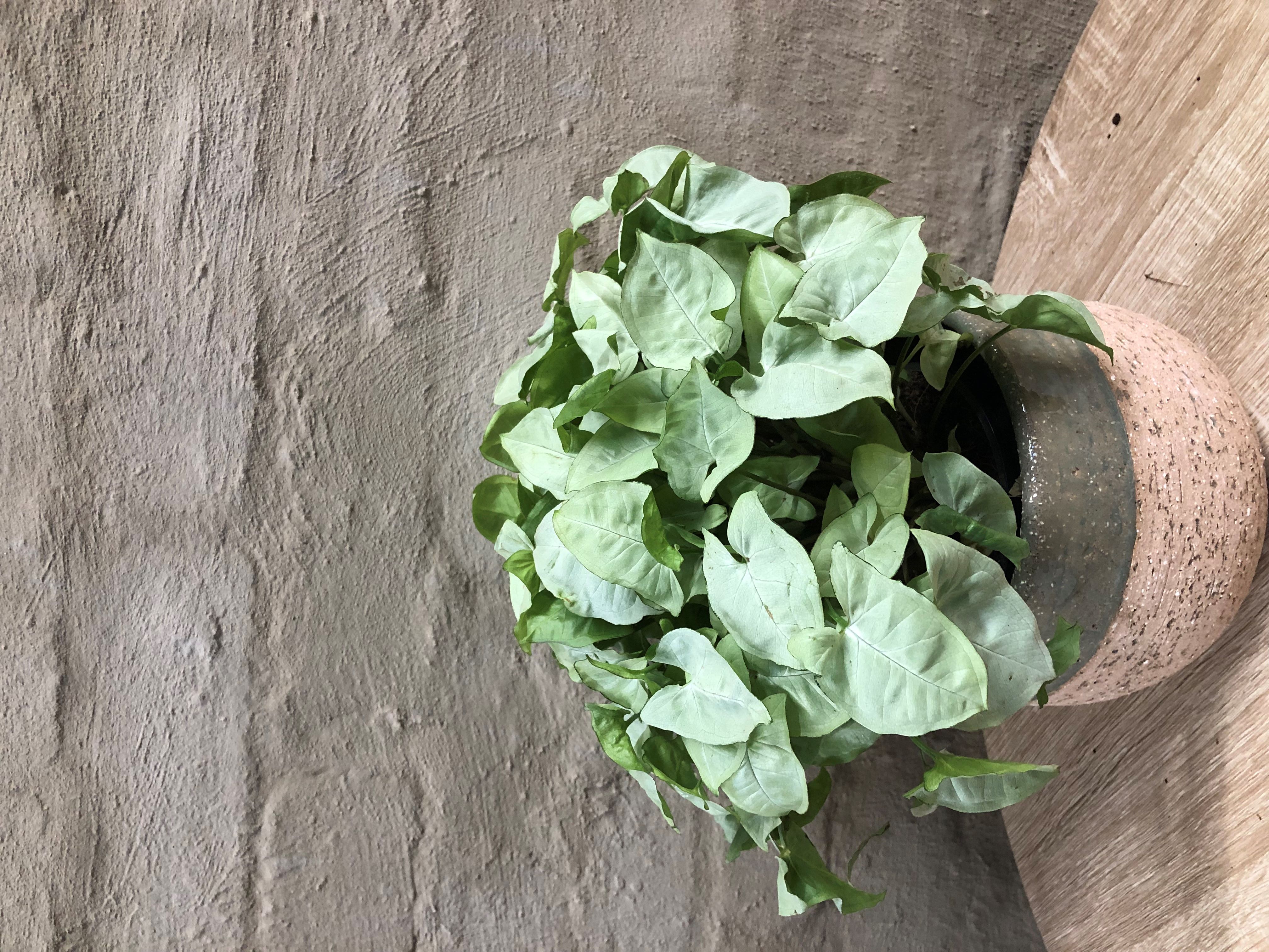 SYNGONIUM "WHITE BUTTERFLY"
