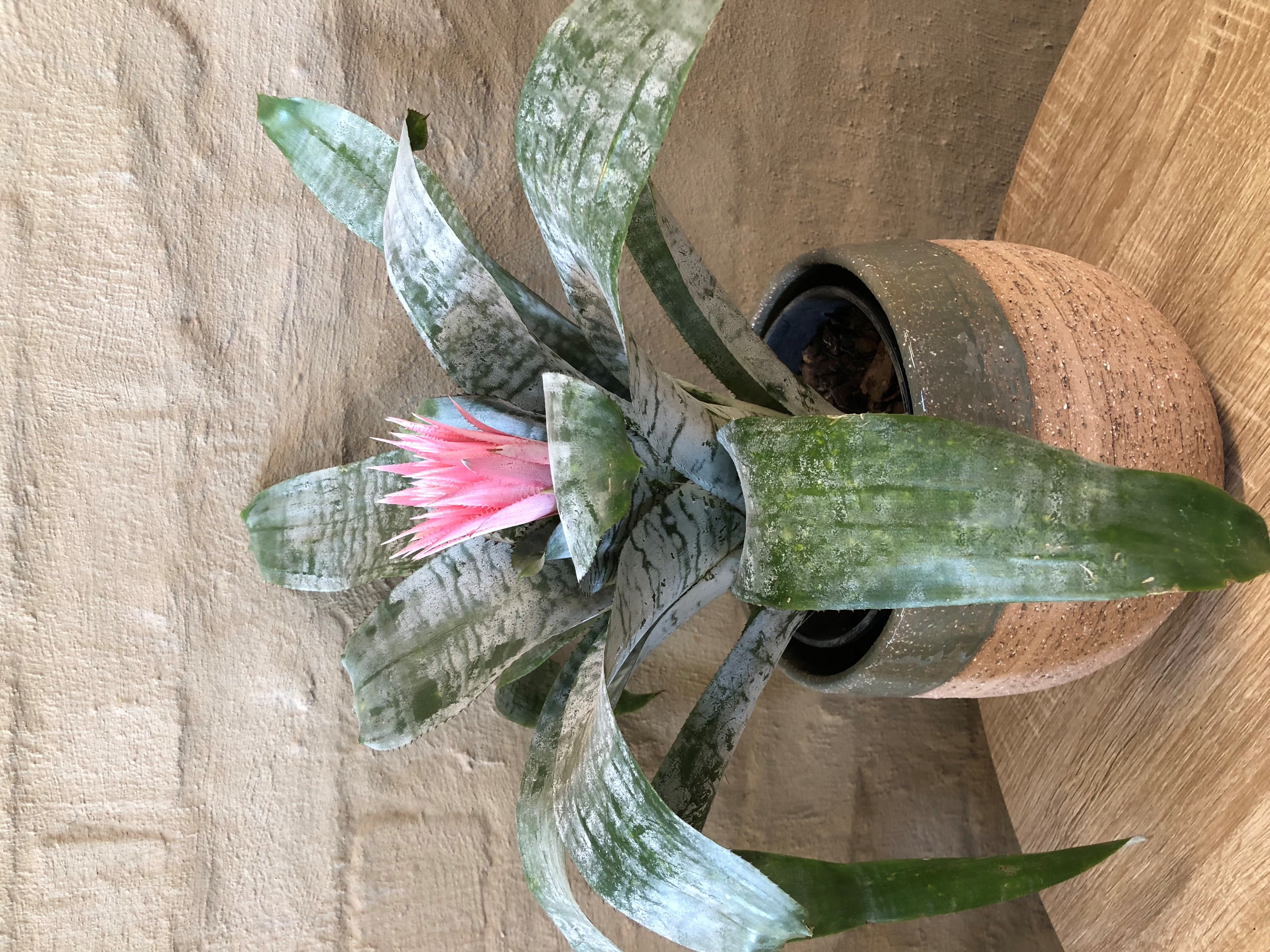 AECHMEA FASCIATA