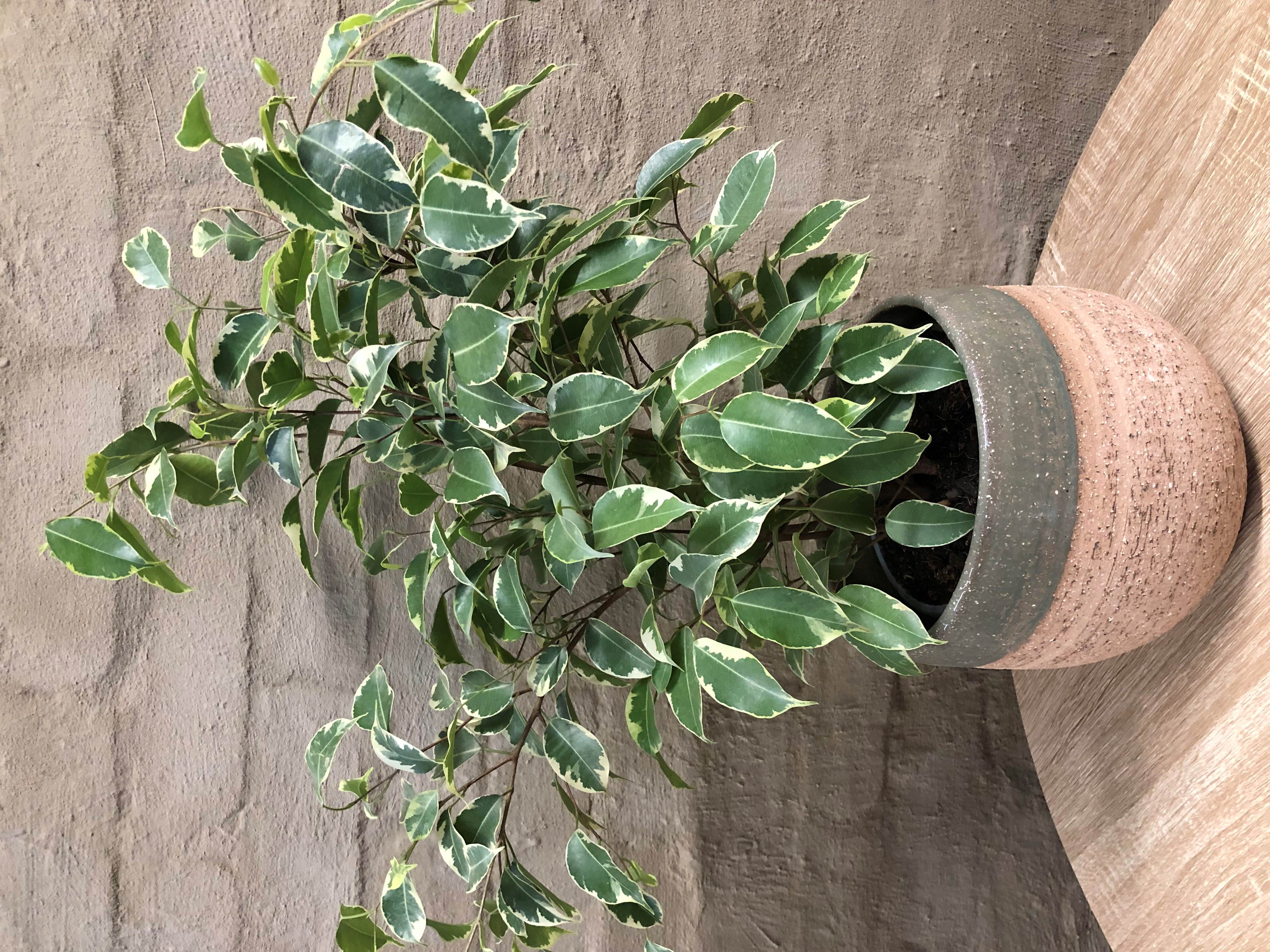 FICUS BENJAMINA
