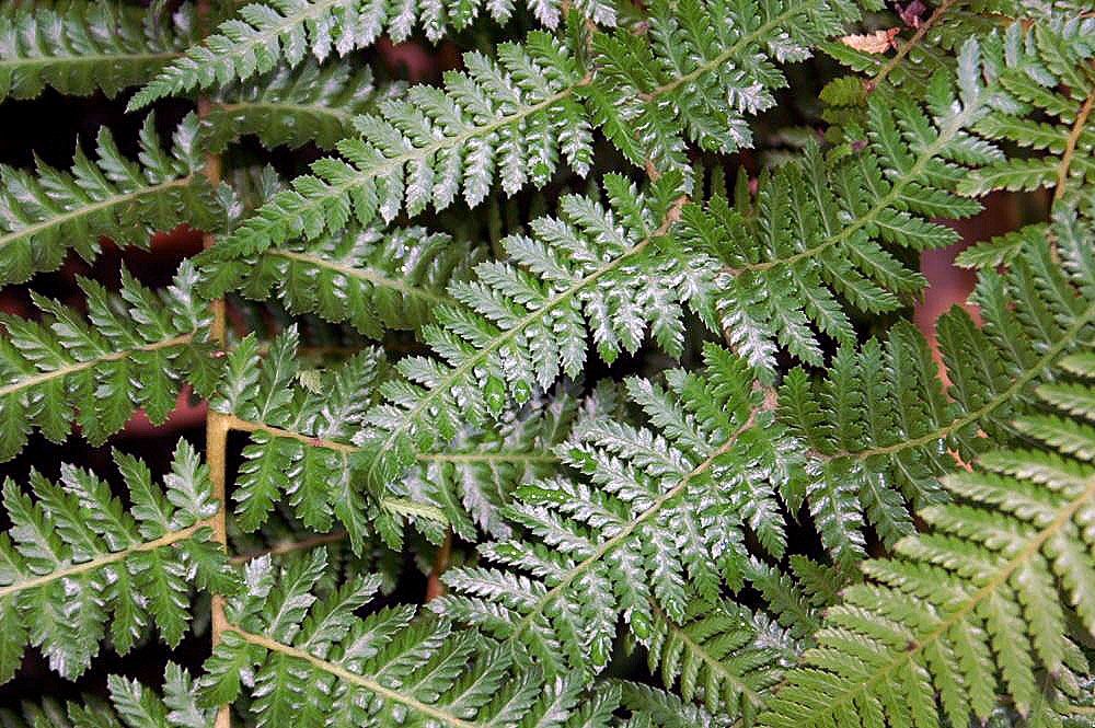 DICKSONIA ANTARCTICA
