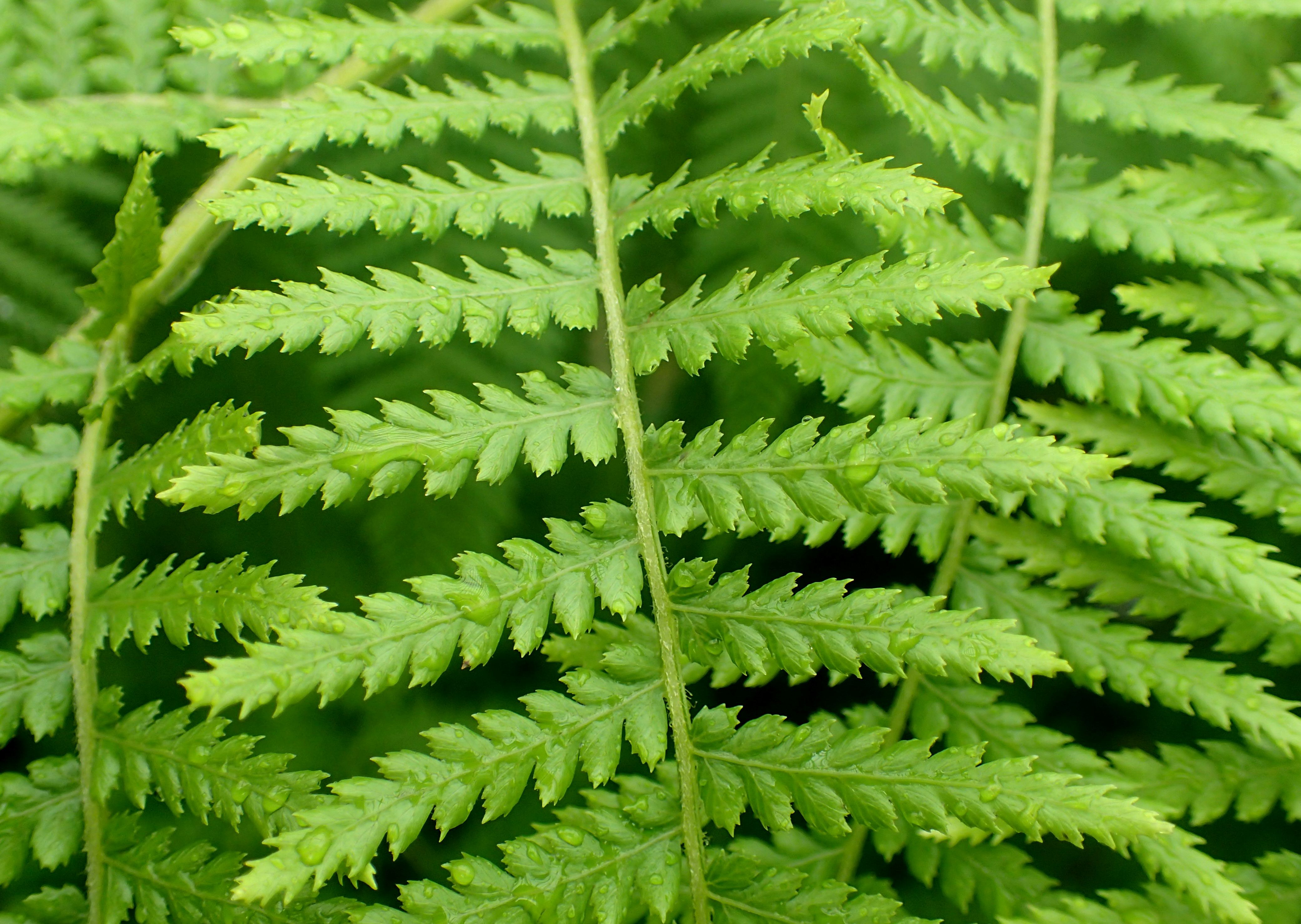 DICKSONIA ANTARCTICA