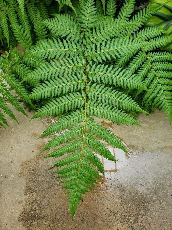 DICKSONIA ANTARCTICA