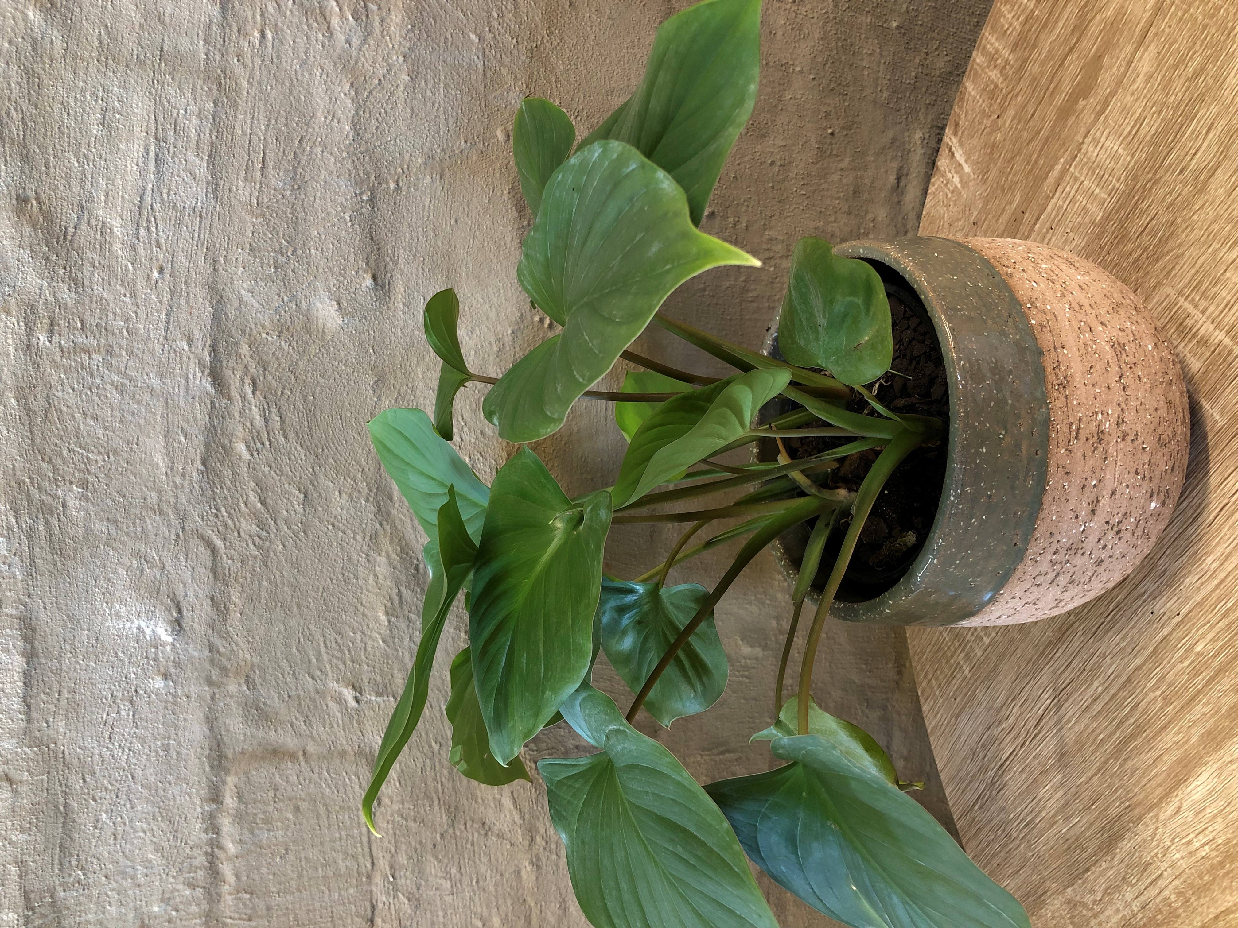 HOMALOMENA EMERALD
