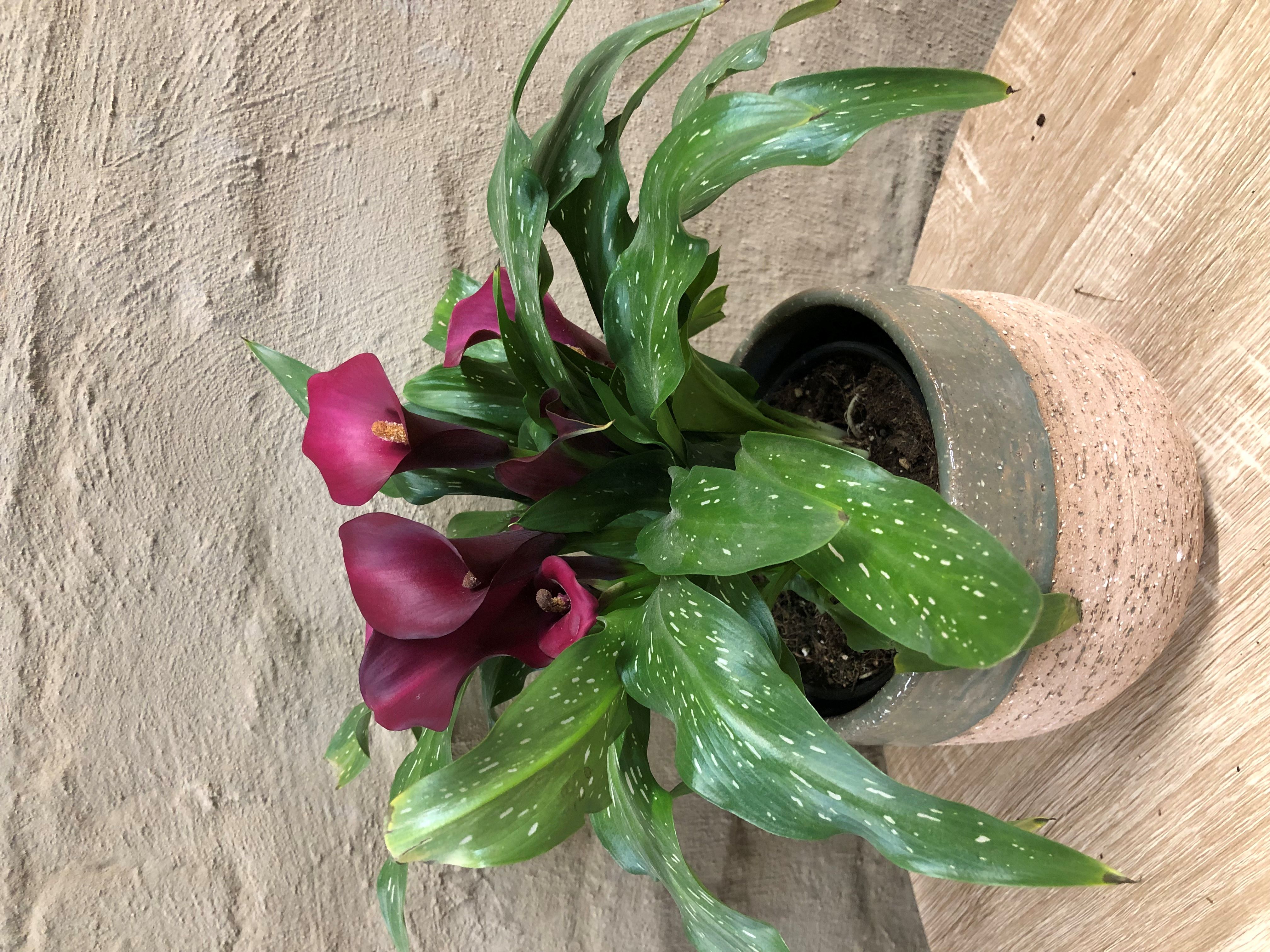 ZANTEDESCHIA AETH. "SPECKLED