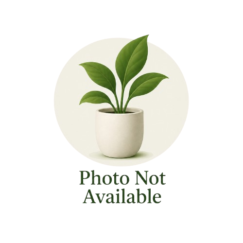 No photo available for FICUS BINNENDIJKII